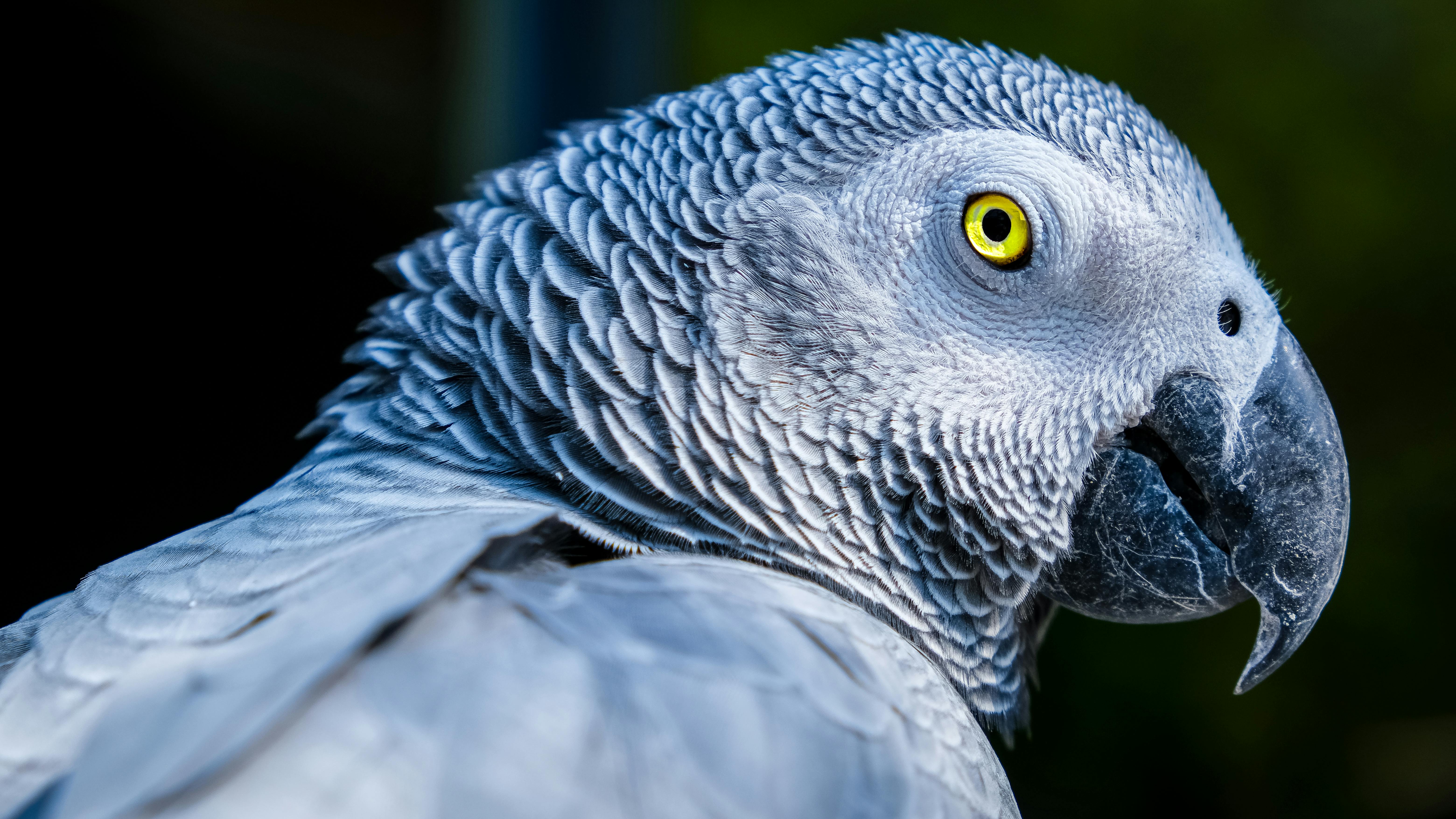 African Grey Parrot for Sale