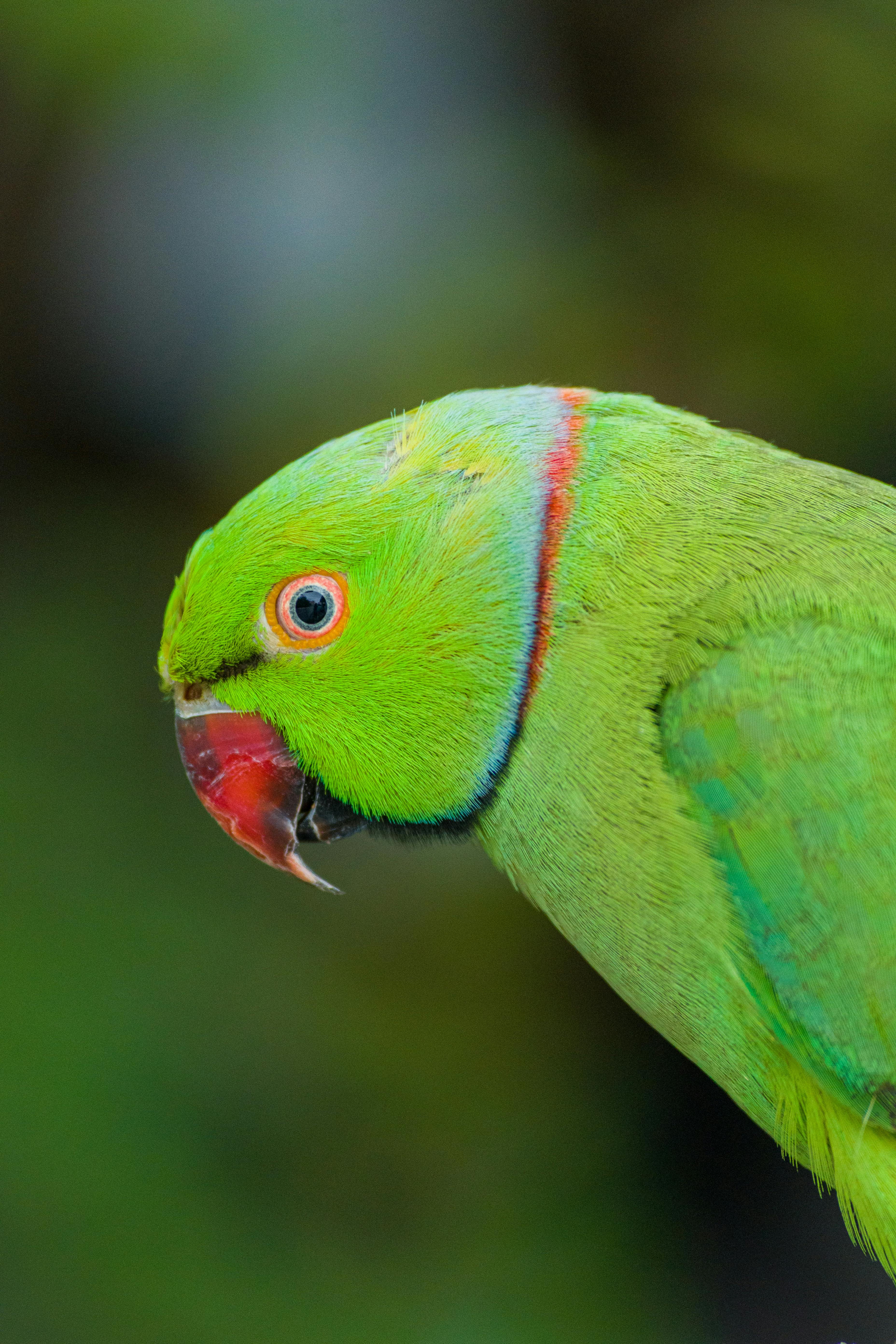 Indian Ringneck Parrot