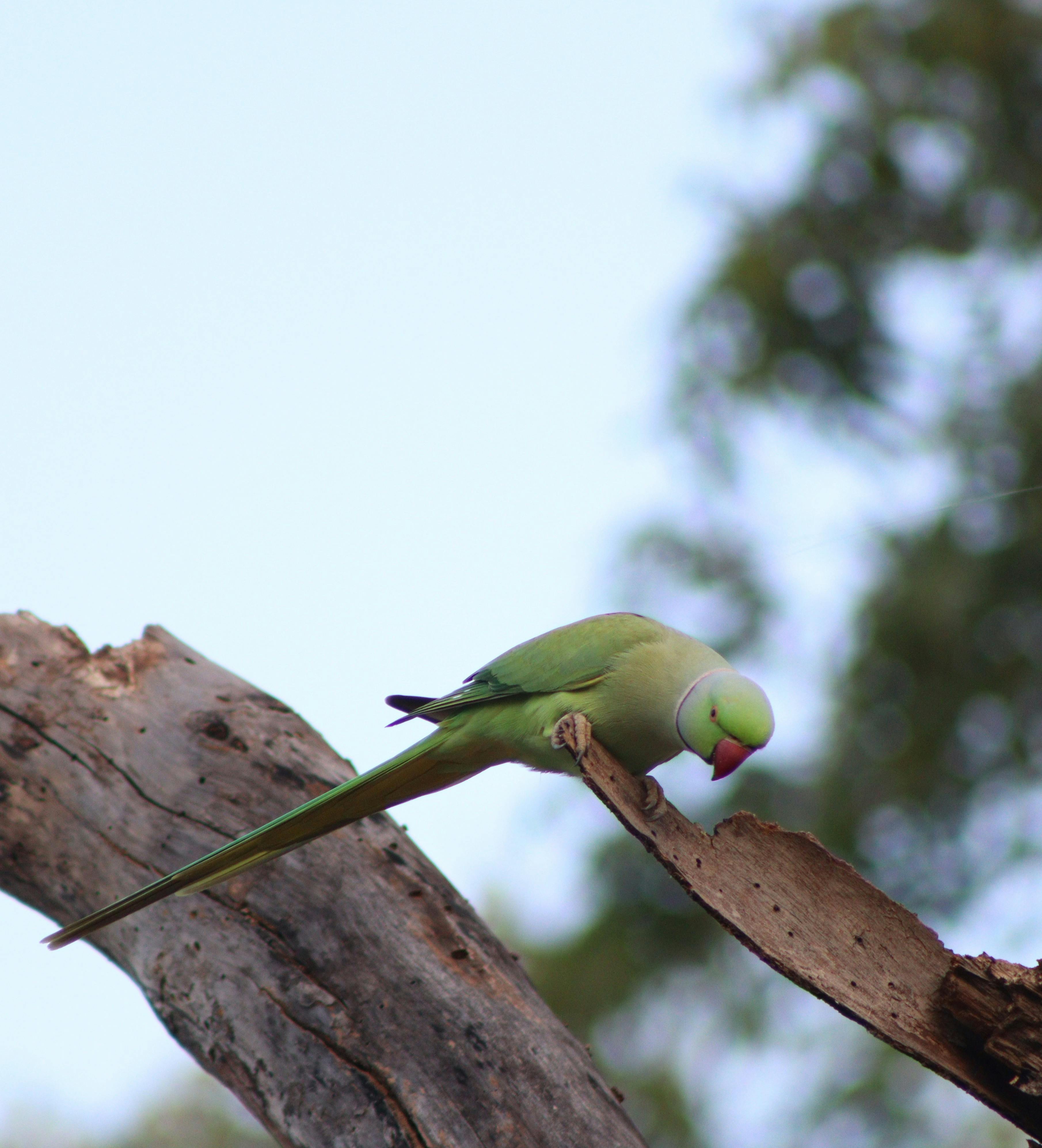 Indian Ringneck Parrots in a Natural Habitat