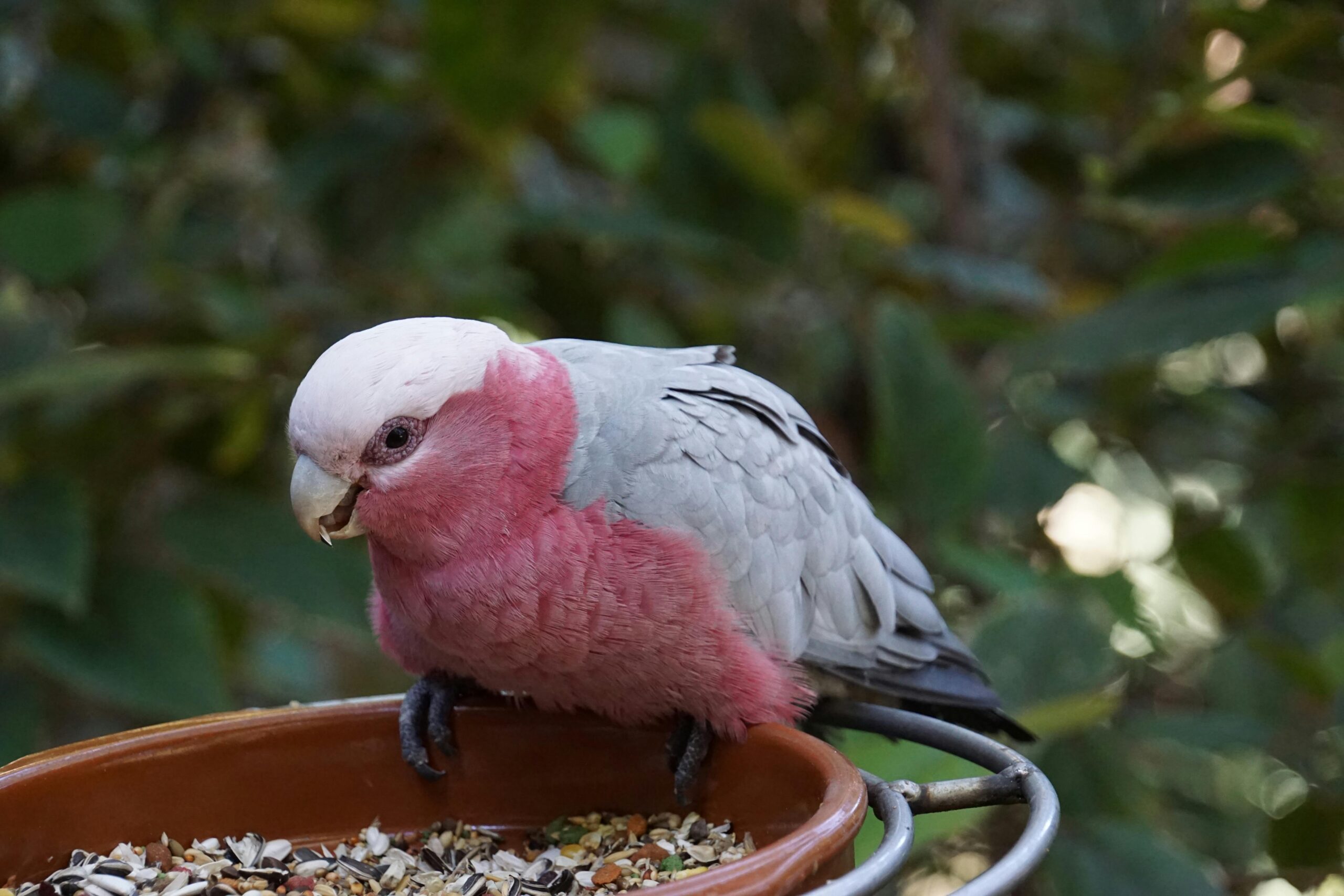 Top 5 Essential Facts About Grey Parrot Lifespan You Need to Know in 2025