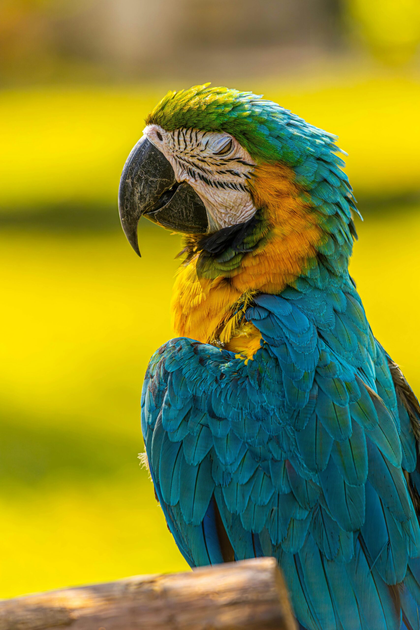 Essential Guide to Parrot Types: Discover 10 Colorful Varieties in 2025