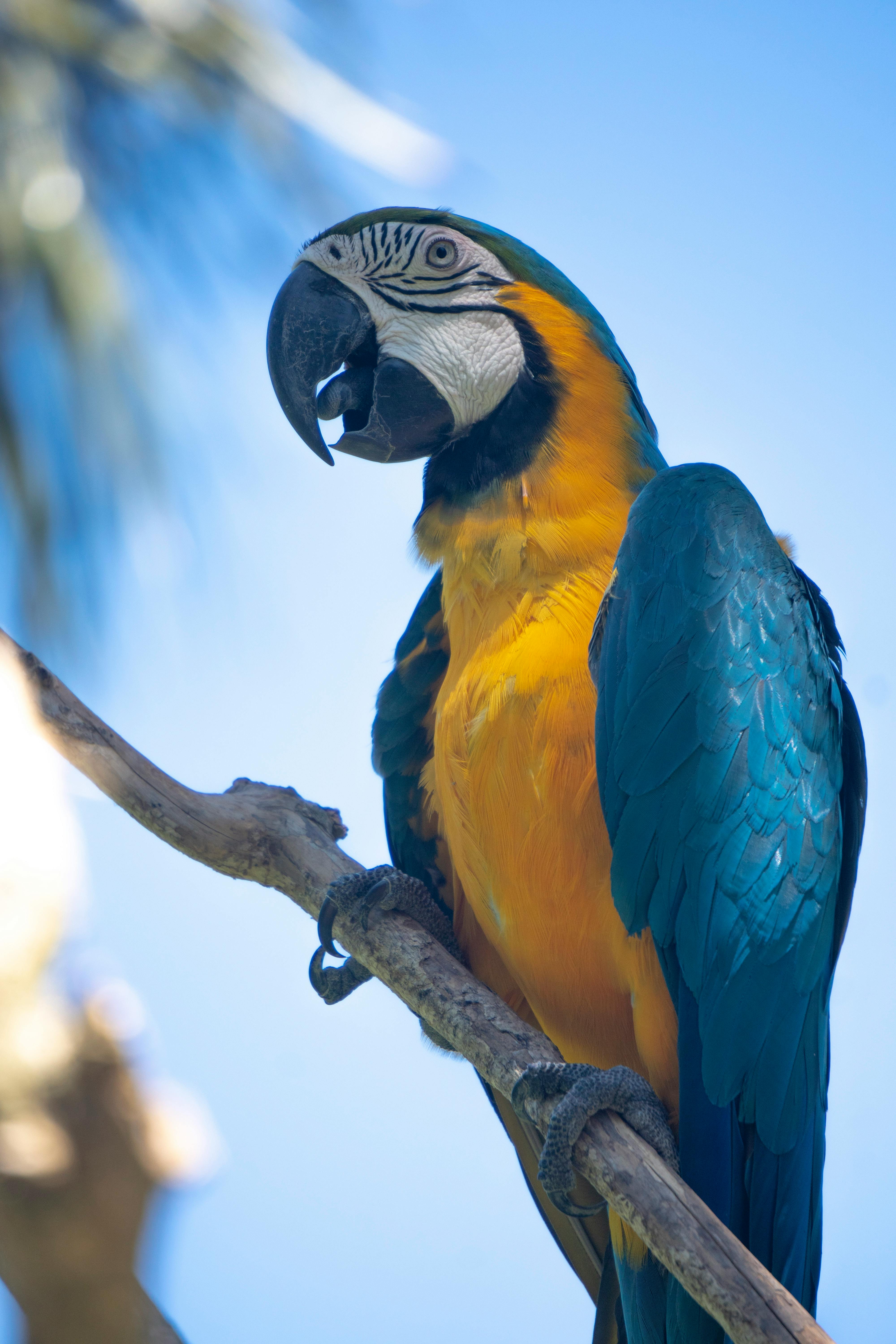 Colorful Parrot Varieties