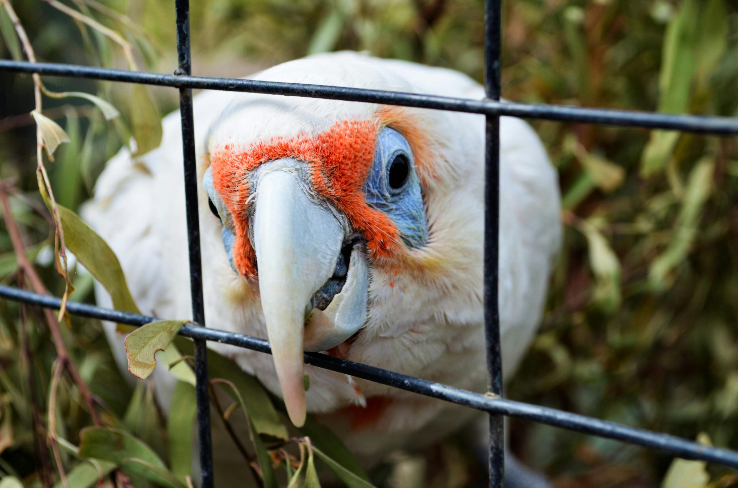 Effective Ways to Train Your White Parrot for Better Communication in 2025