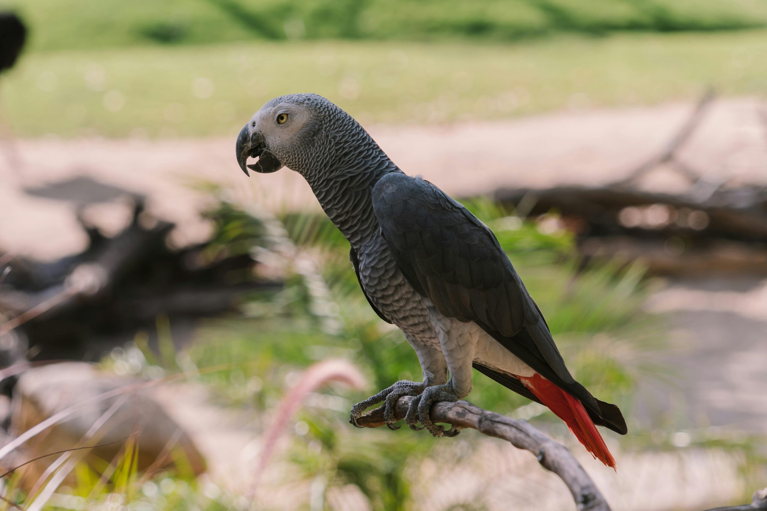 Essential Guide to Caring for Your African Parrot in 2025: Discover the Latest Tips