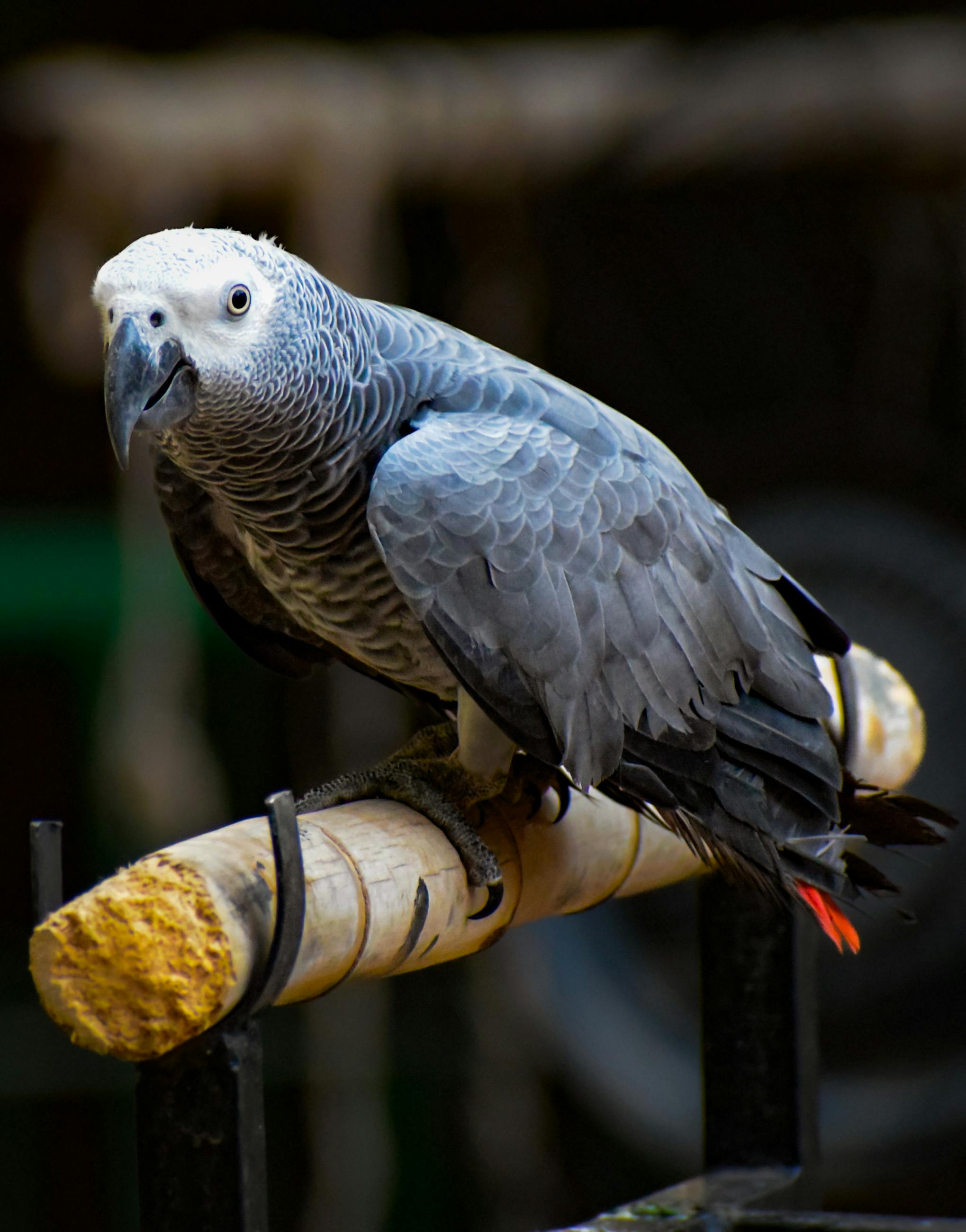 African Parrot