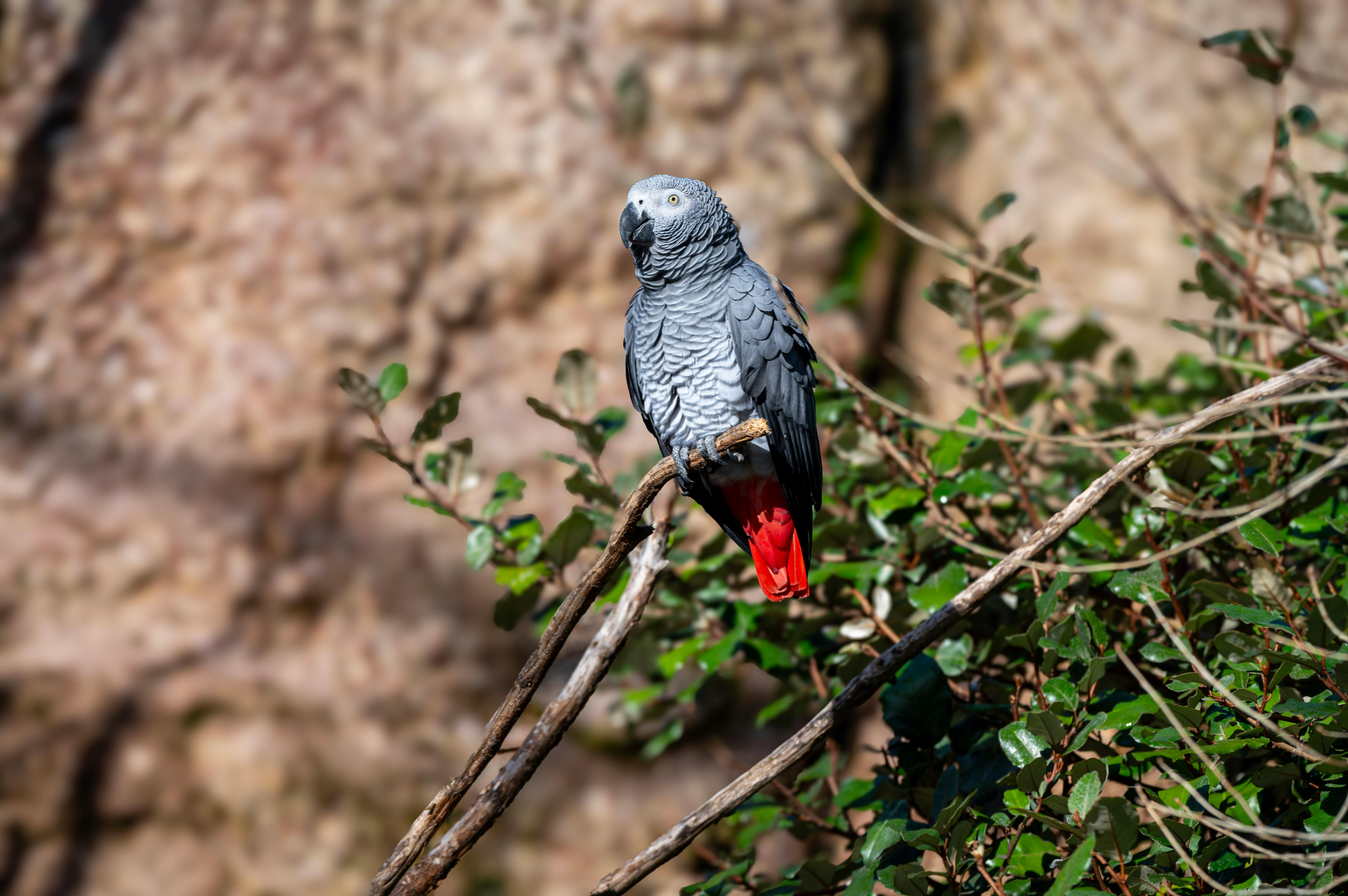 Happy African Parrot