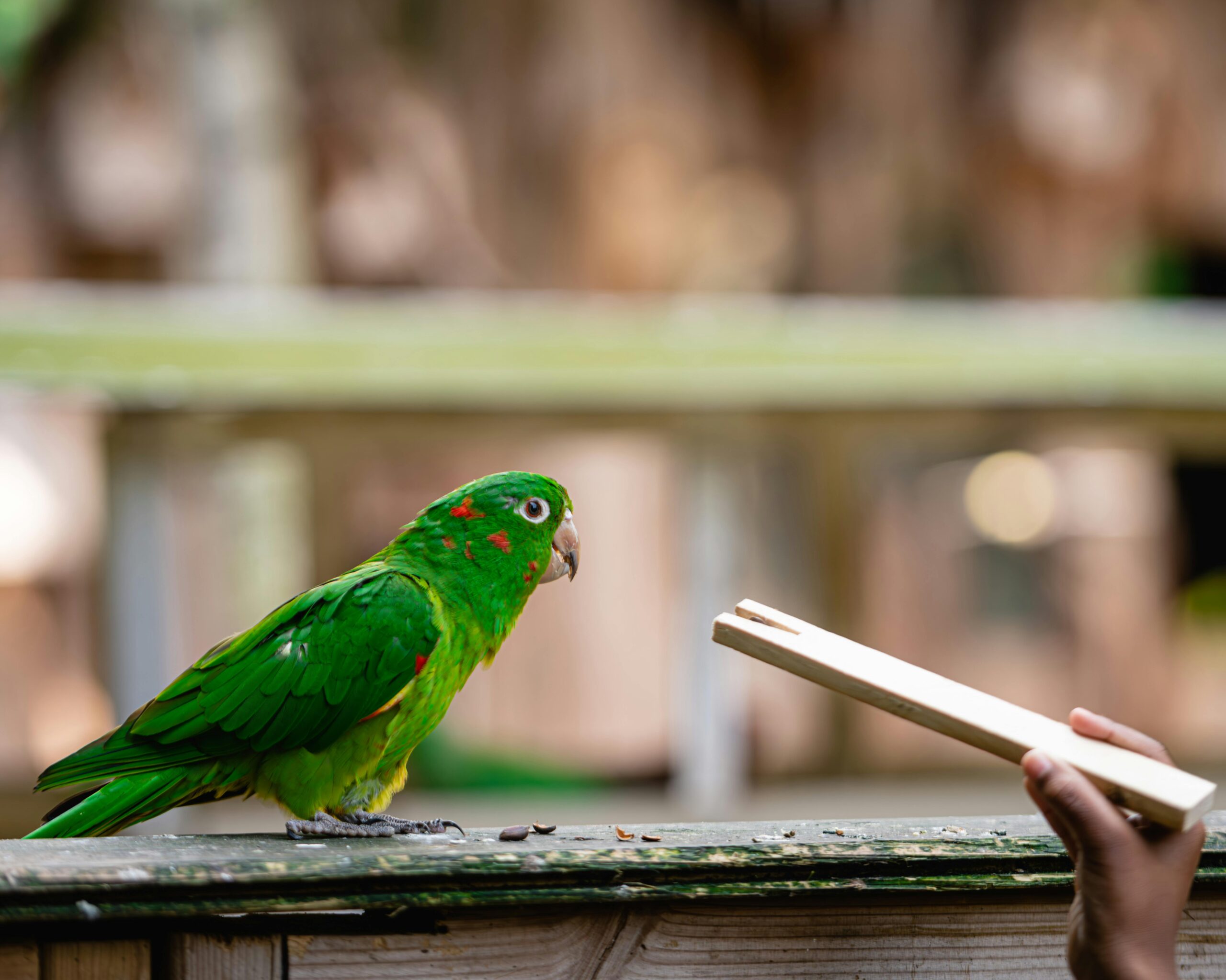 Practical Guide to Caring for Your Conure Parrot in 2025: Discover Essential Tips and Tricks