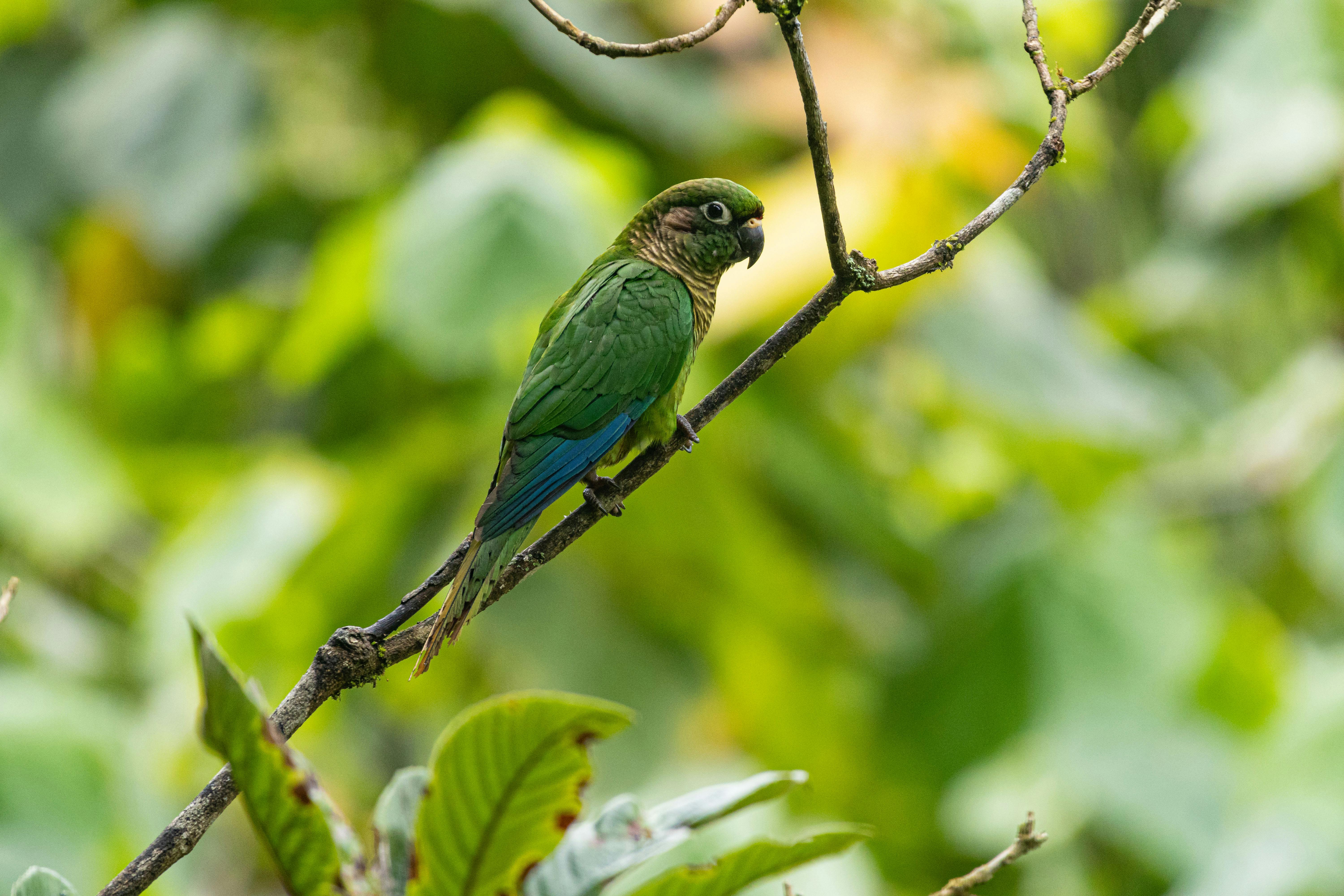 Conure Parrot