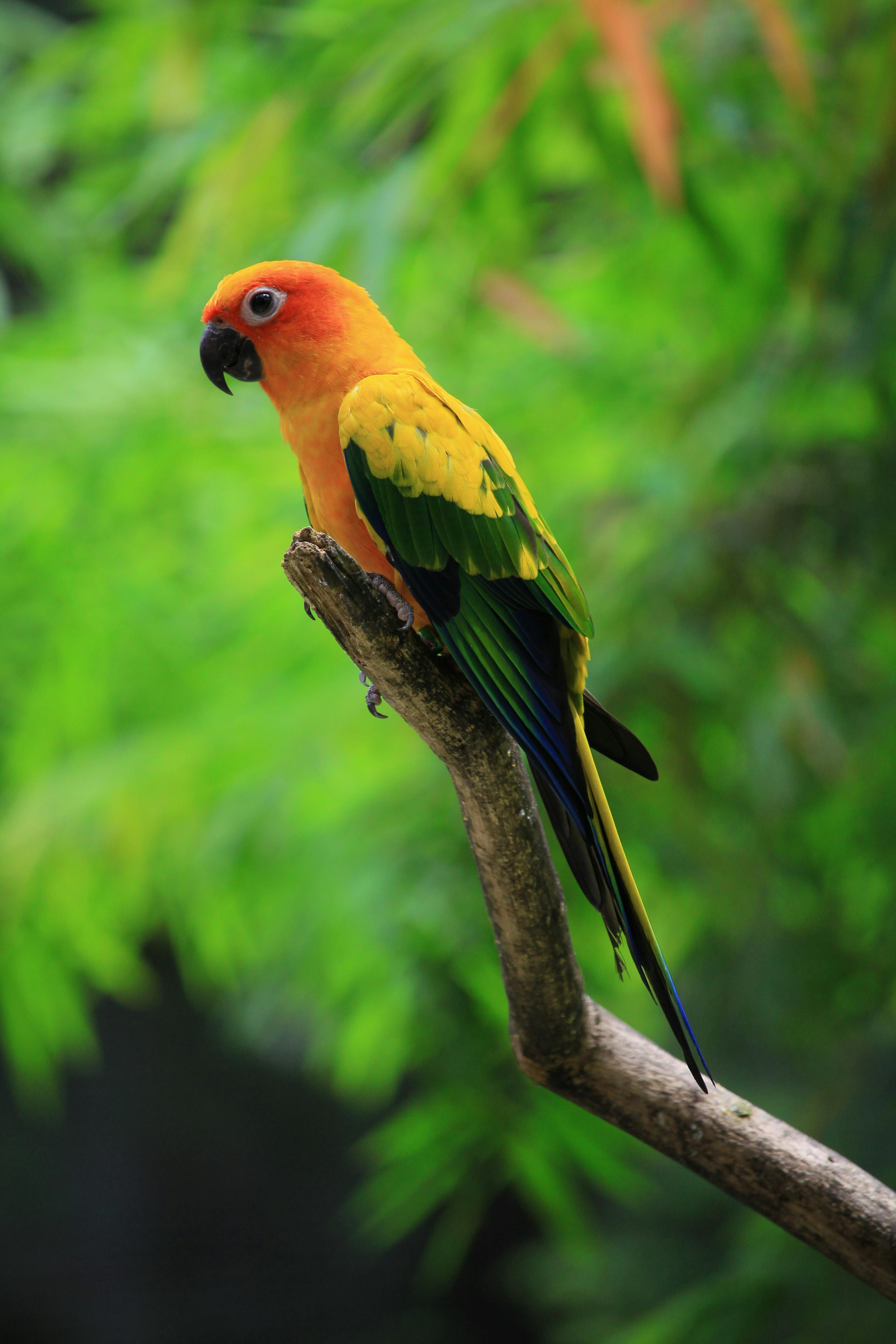 Happy Conure Parrot