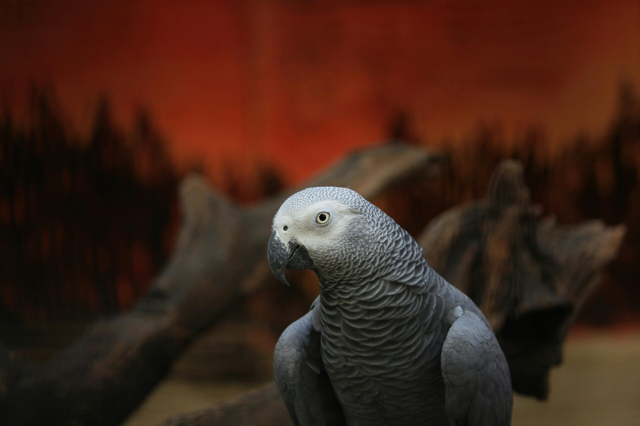 Smart Ways to Extend Your African Grey Parrot Lifespan in 2025: Essential Tips for Owners