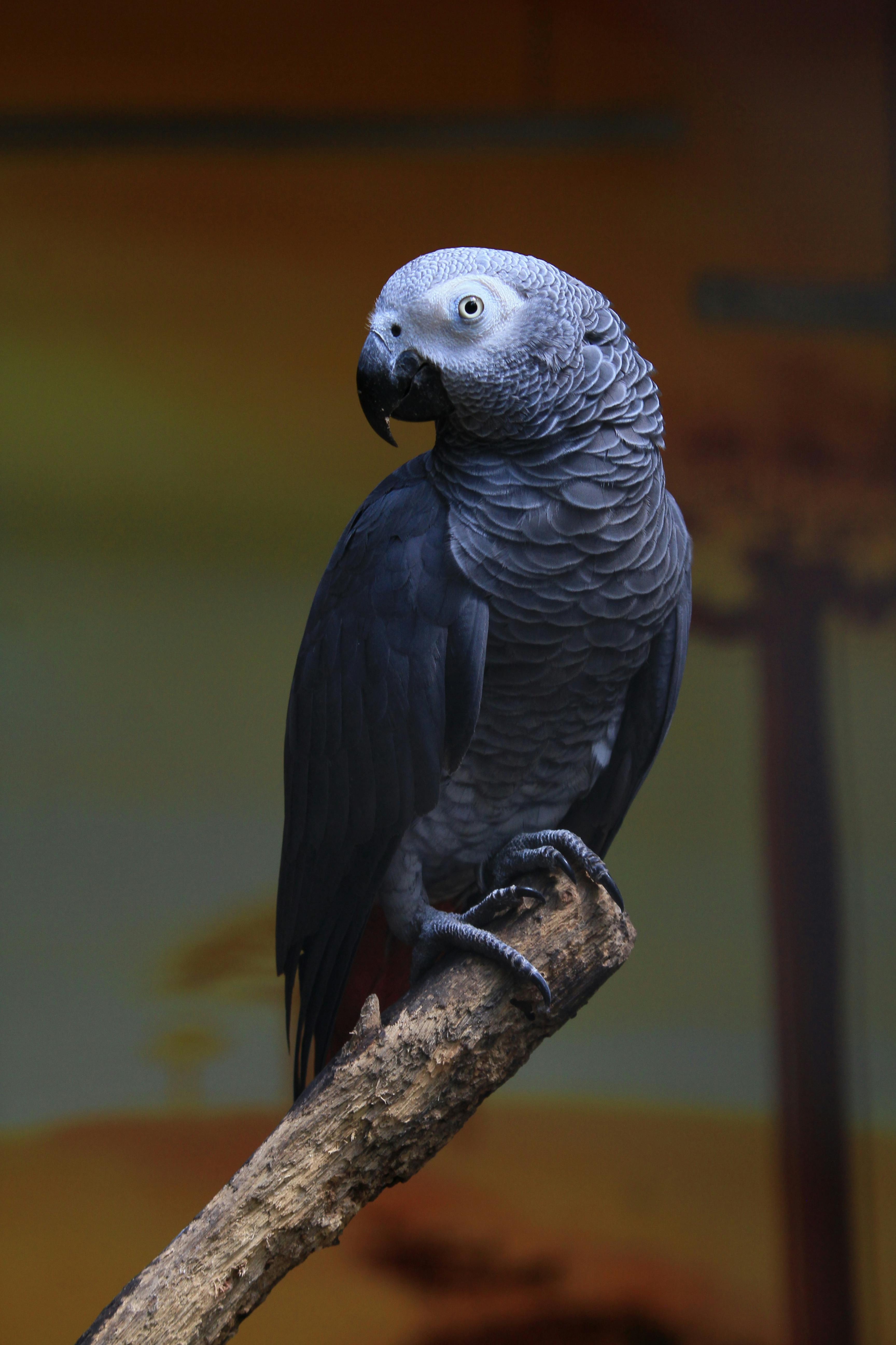 African Grey Parrot Lifespan