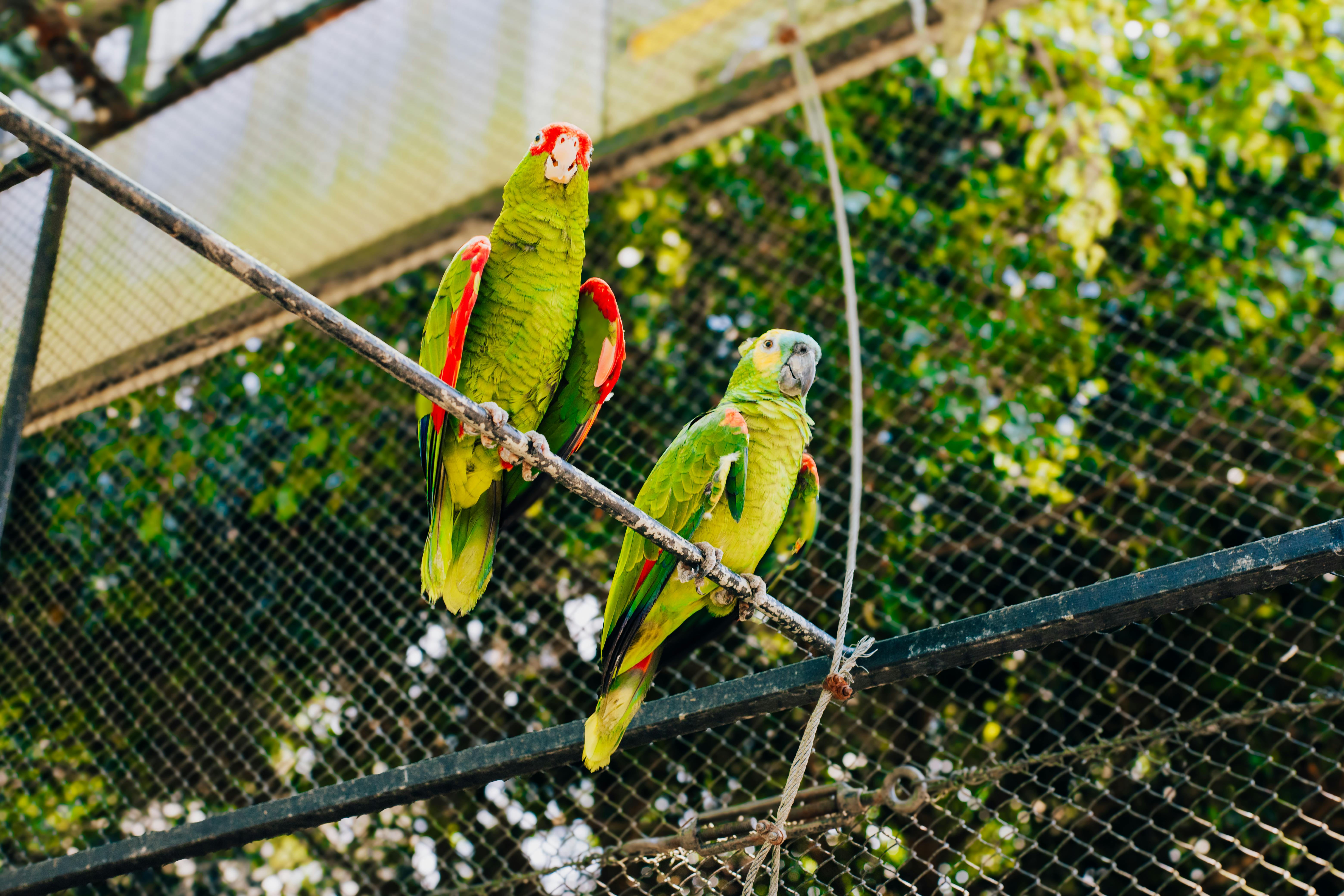 Healthy Parrots