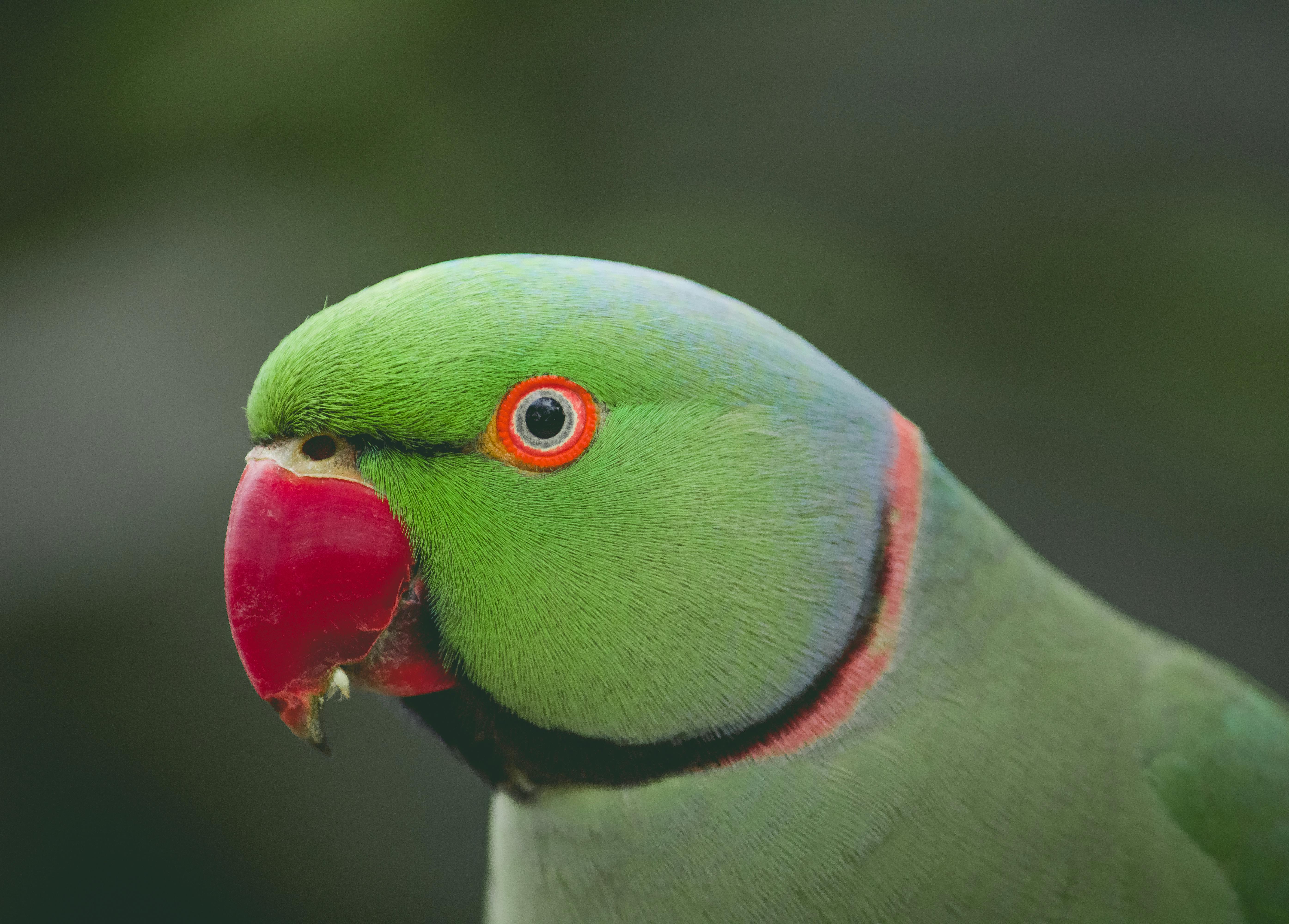 Ring Neck Parrot