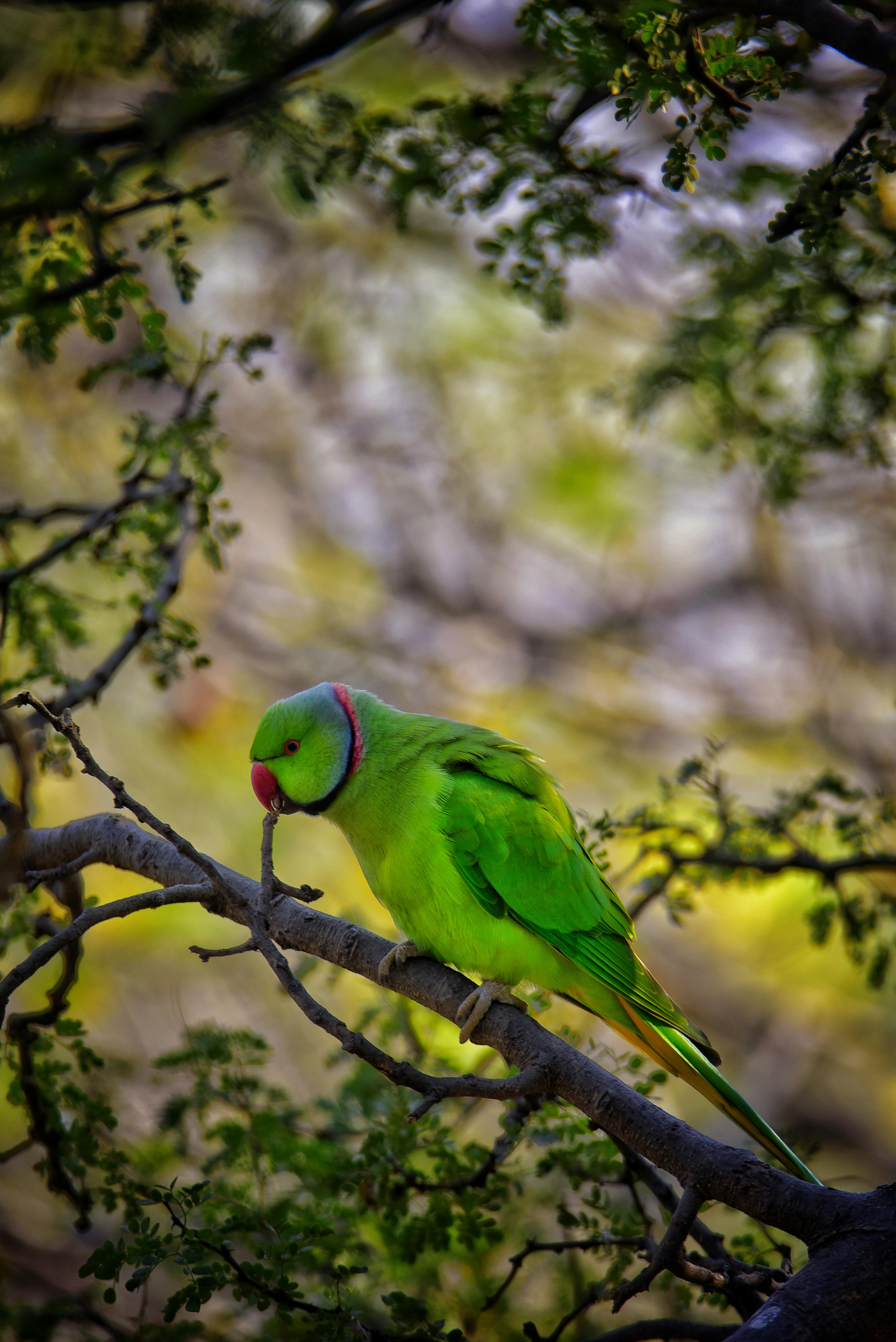 Engaged Ring Neck Parrot