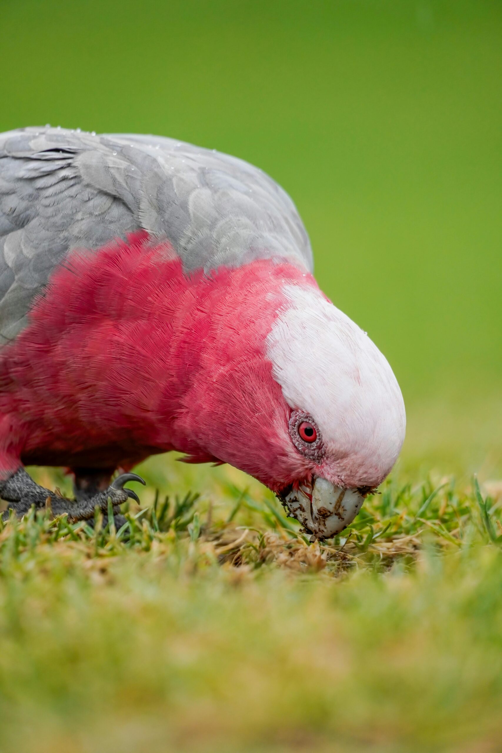 Smart Ways to Train Your Gray Parrot for Enhanced Communication in 2025