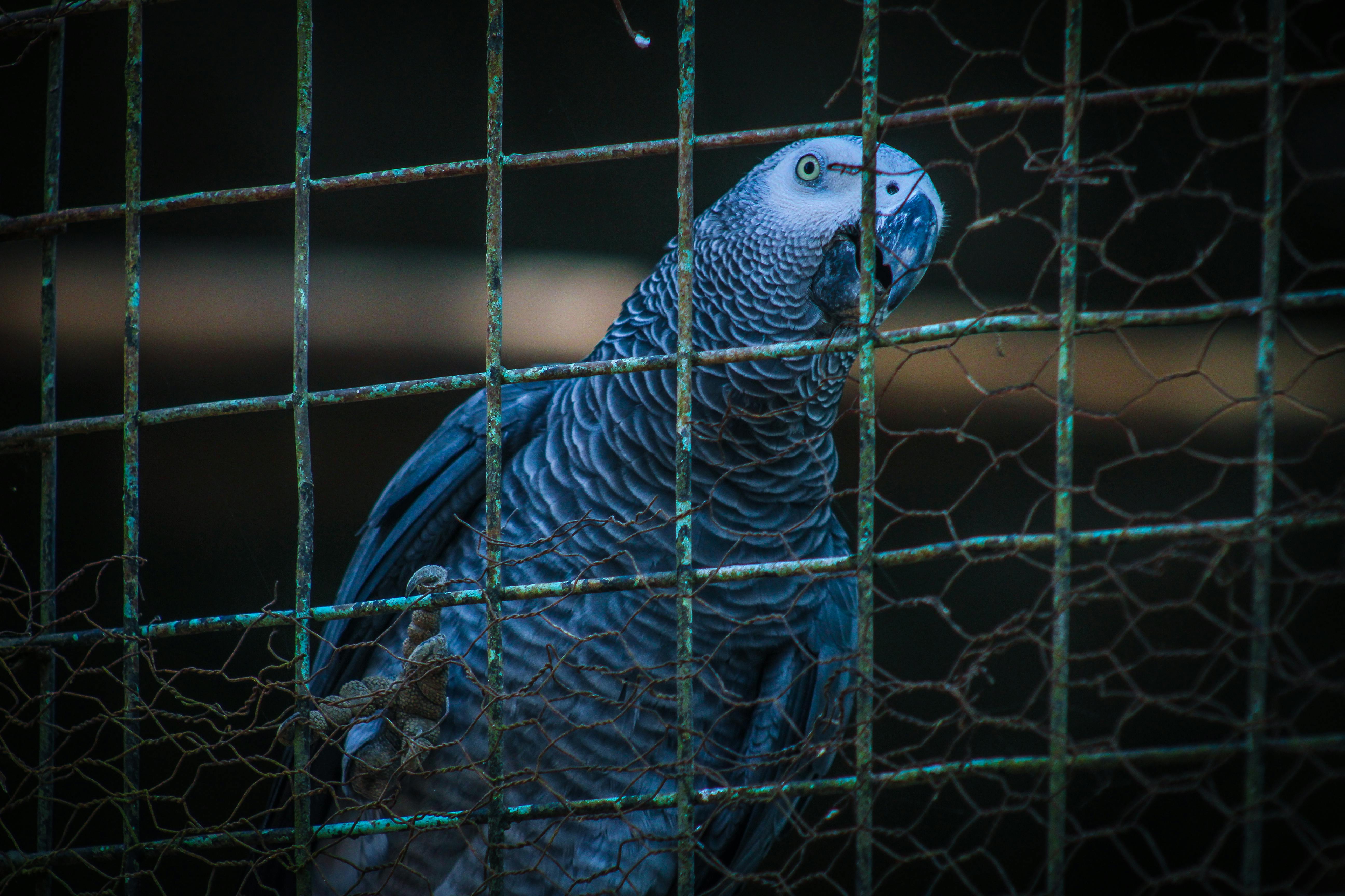 Gray Parrot