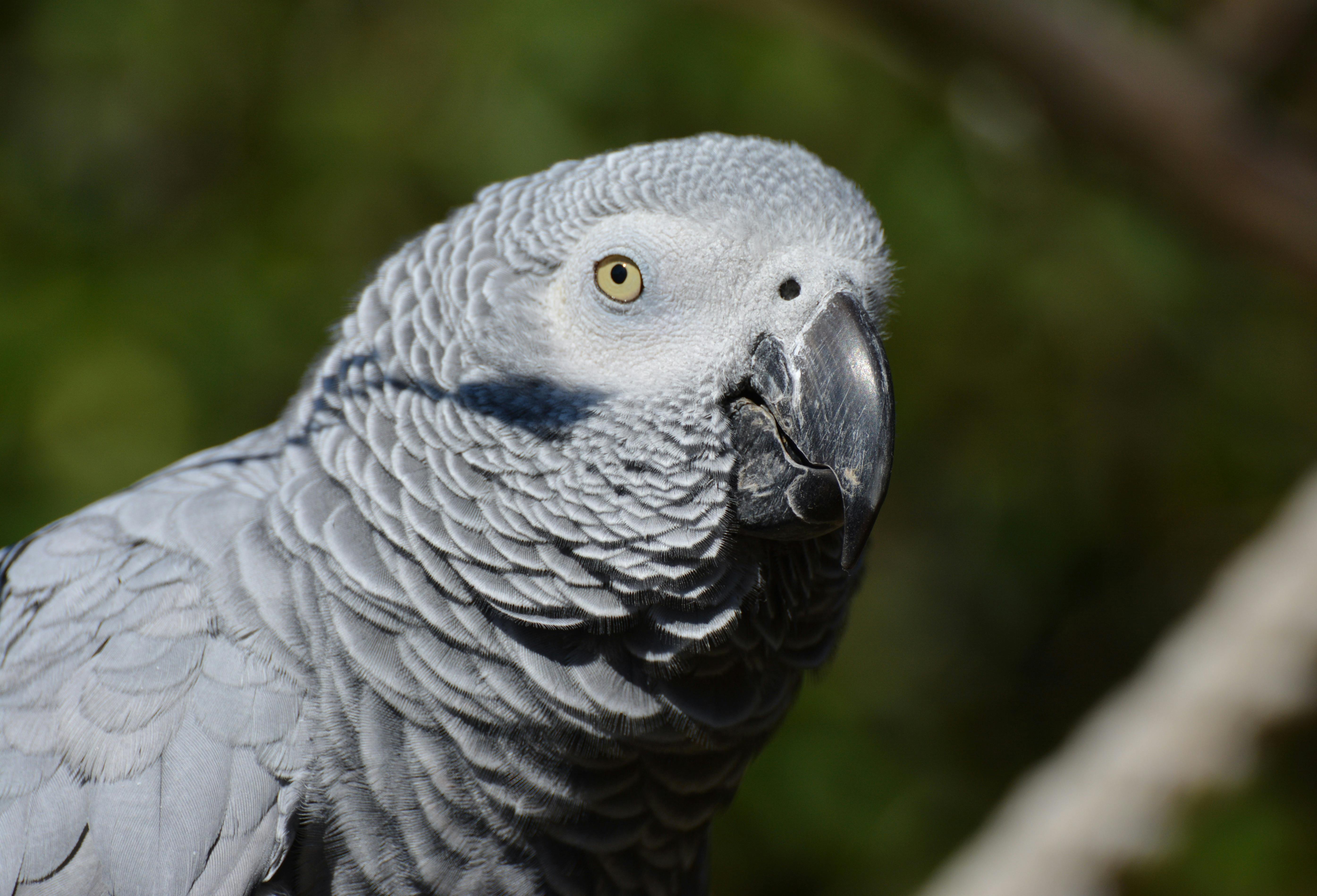 Gray Parrot in Training