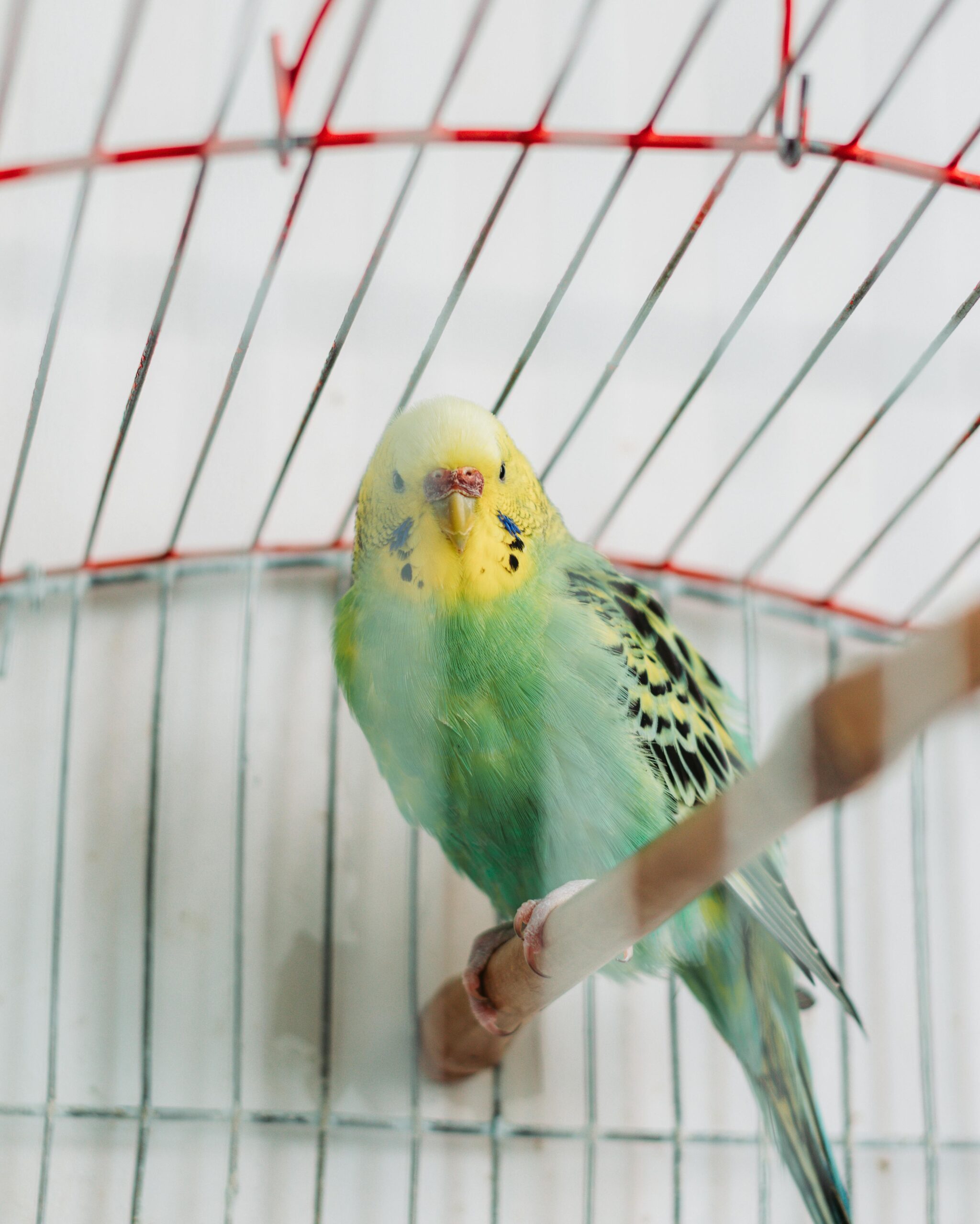 Effective Ways to Care for Your Pet Parrot in 2025: Discover Proven Tips