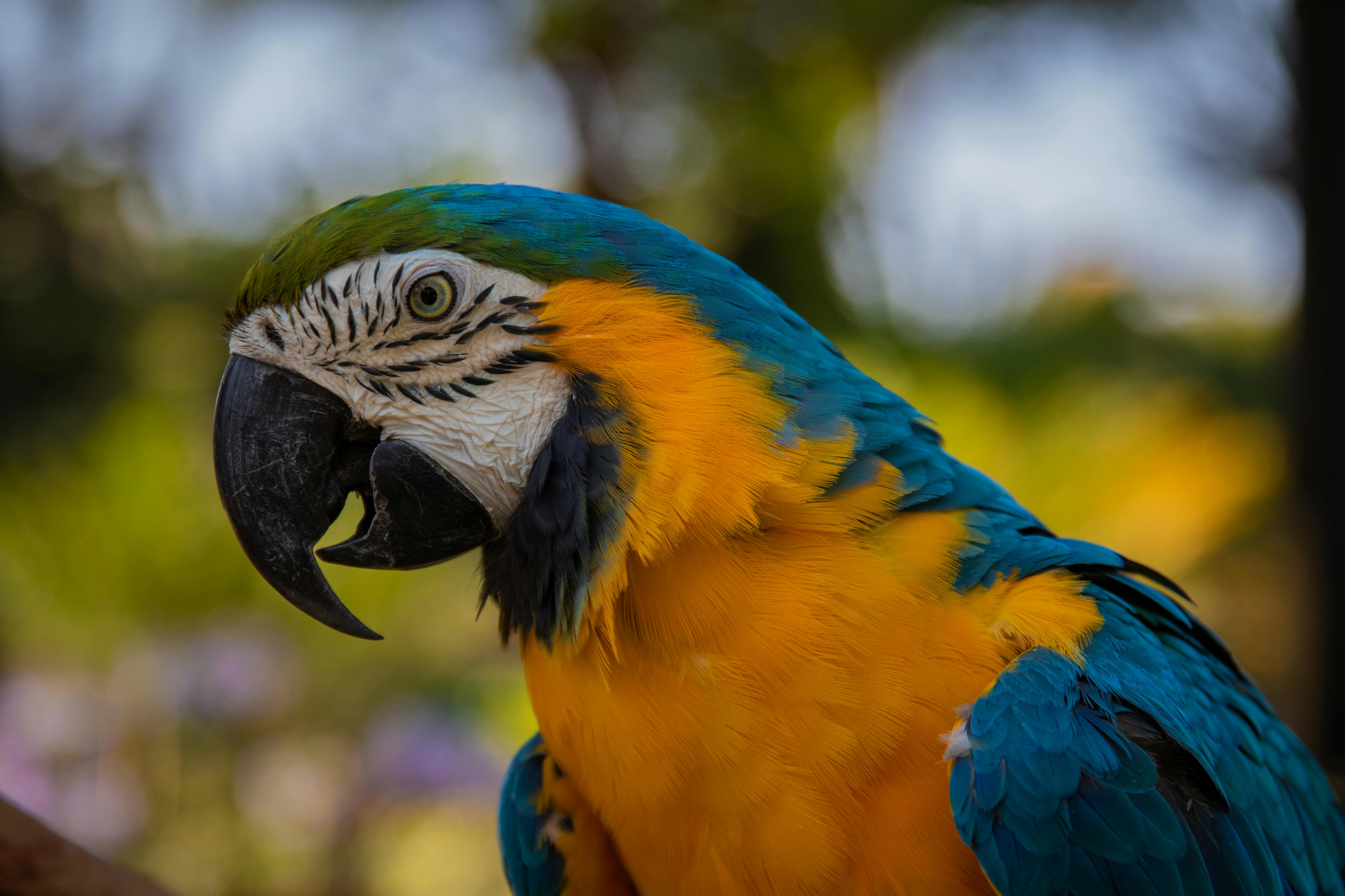 Average Lifespan of Parrots