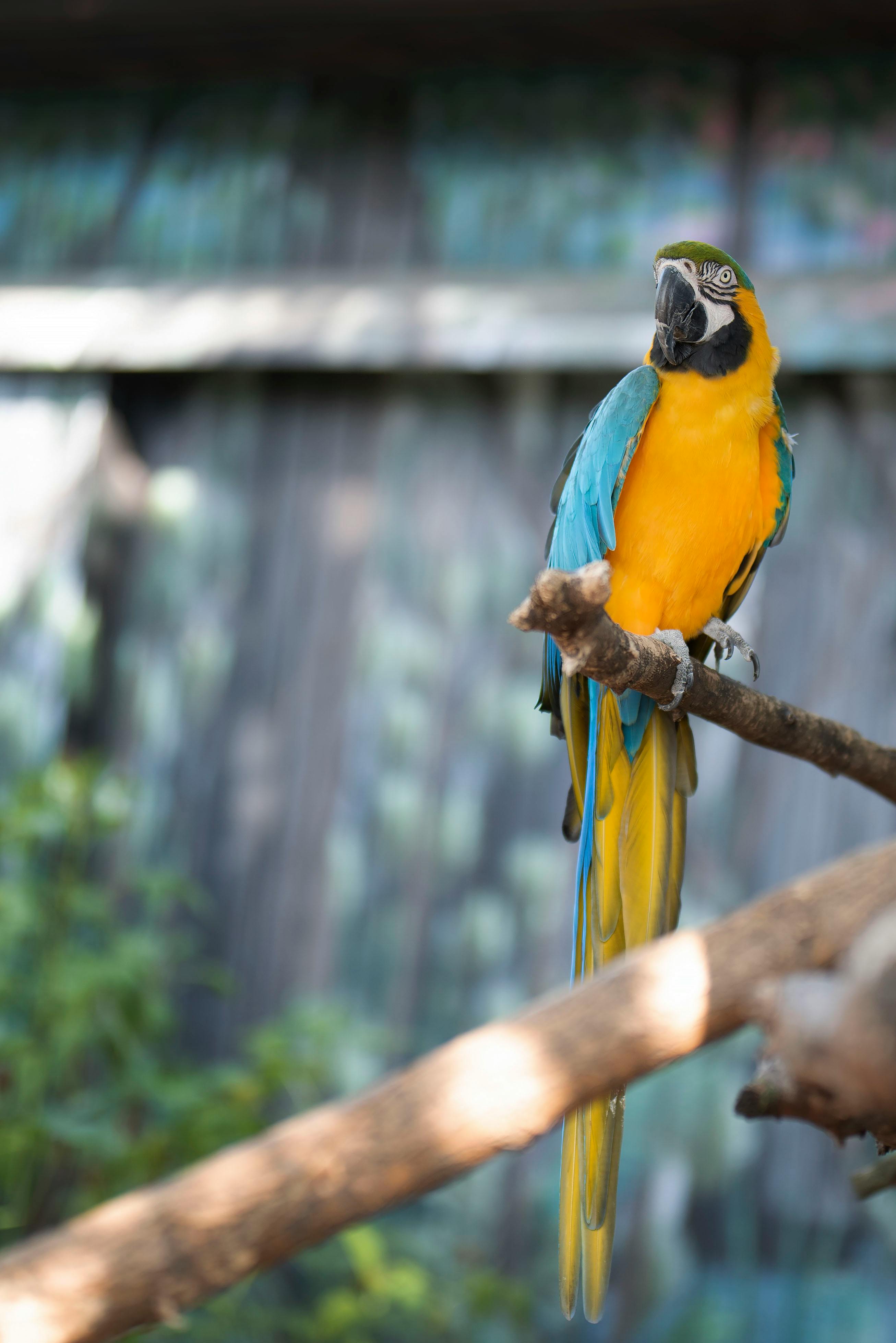 Factors Affecting Parrot Lifespan