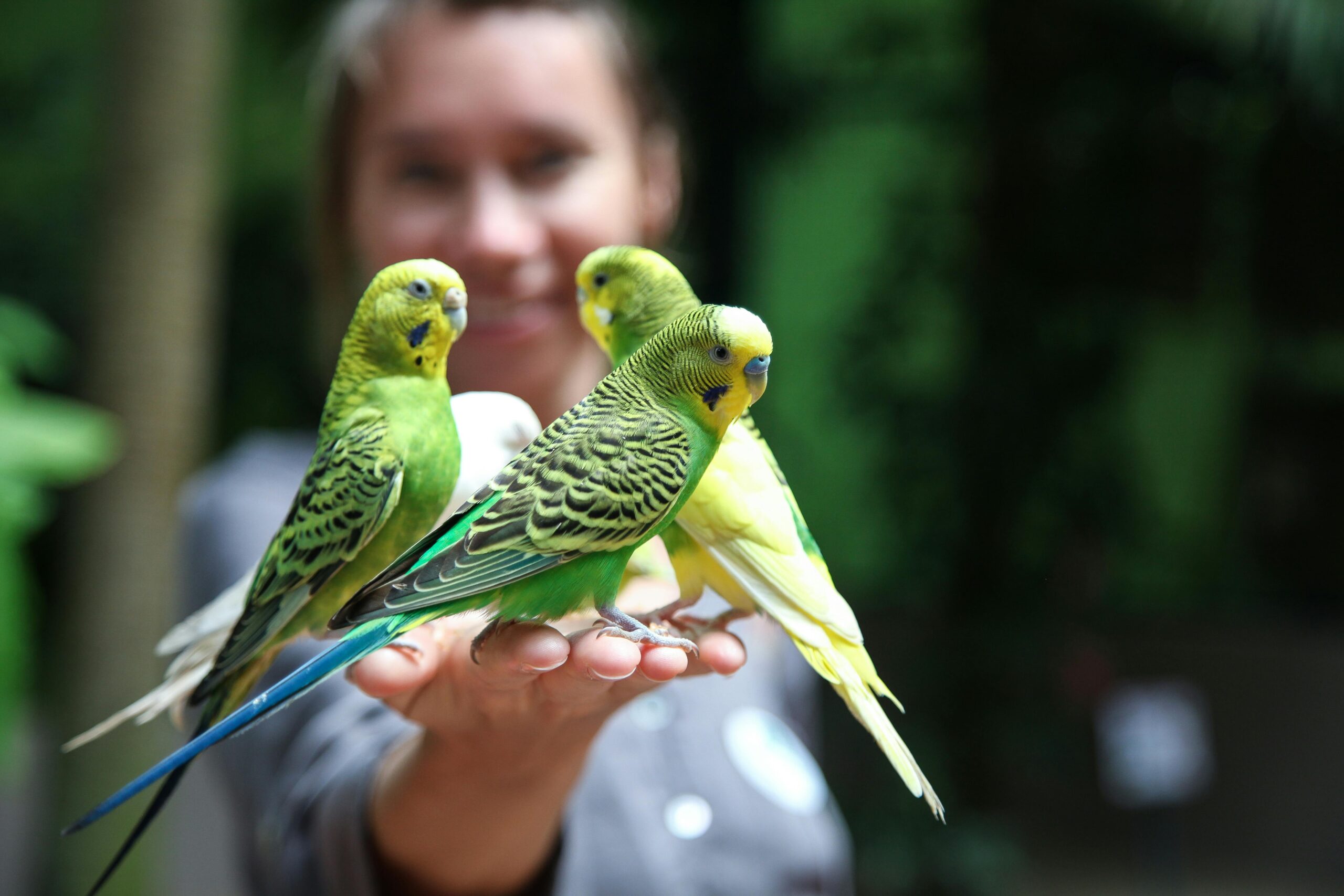 Essential Guide to Parrot Behavior: Discover 7 Effective Training Techniques for a Happy Pet in 2025