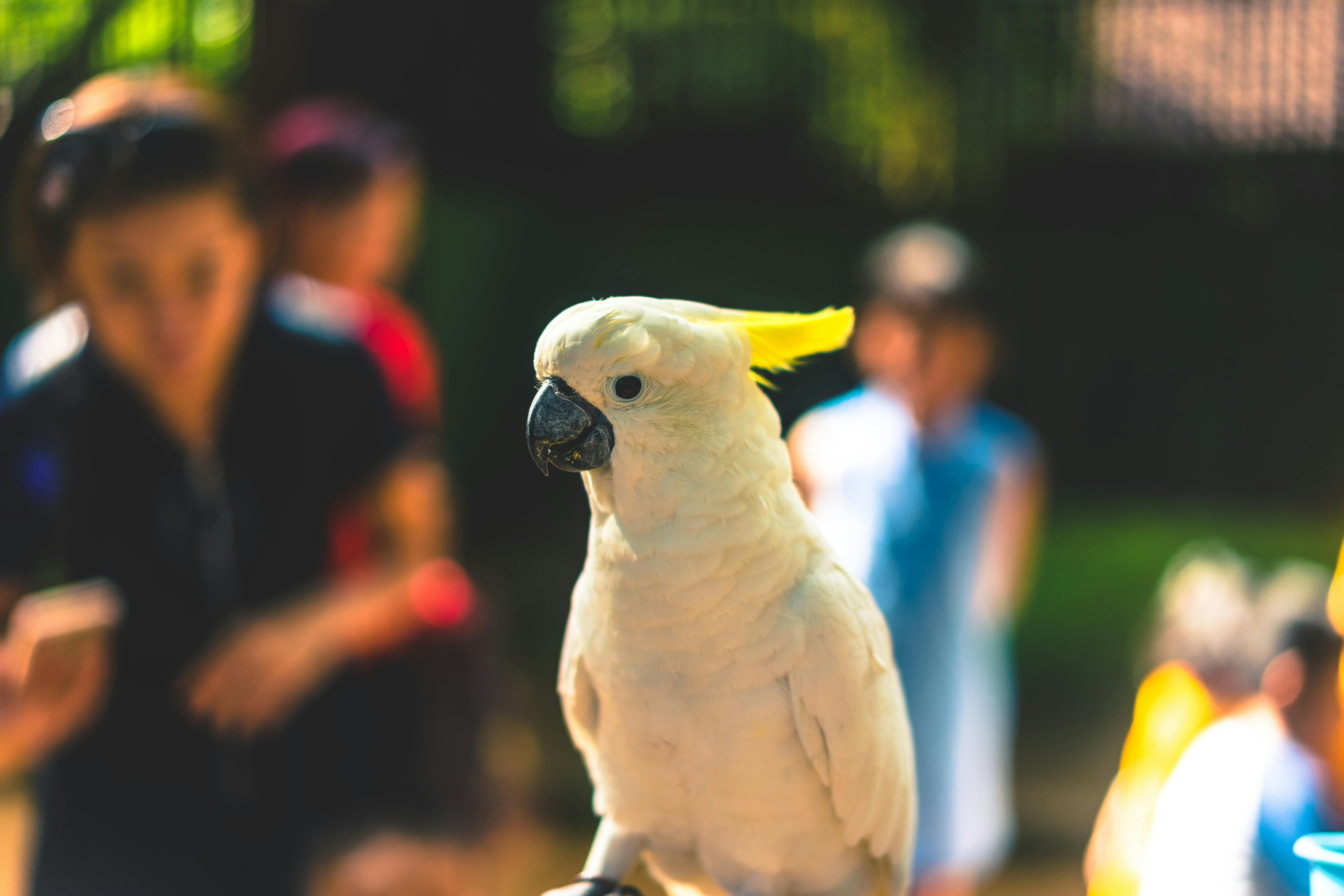 Parrot Behavior