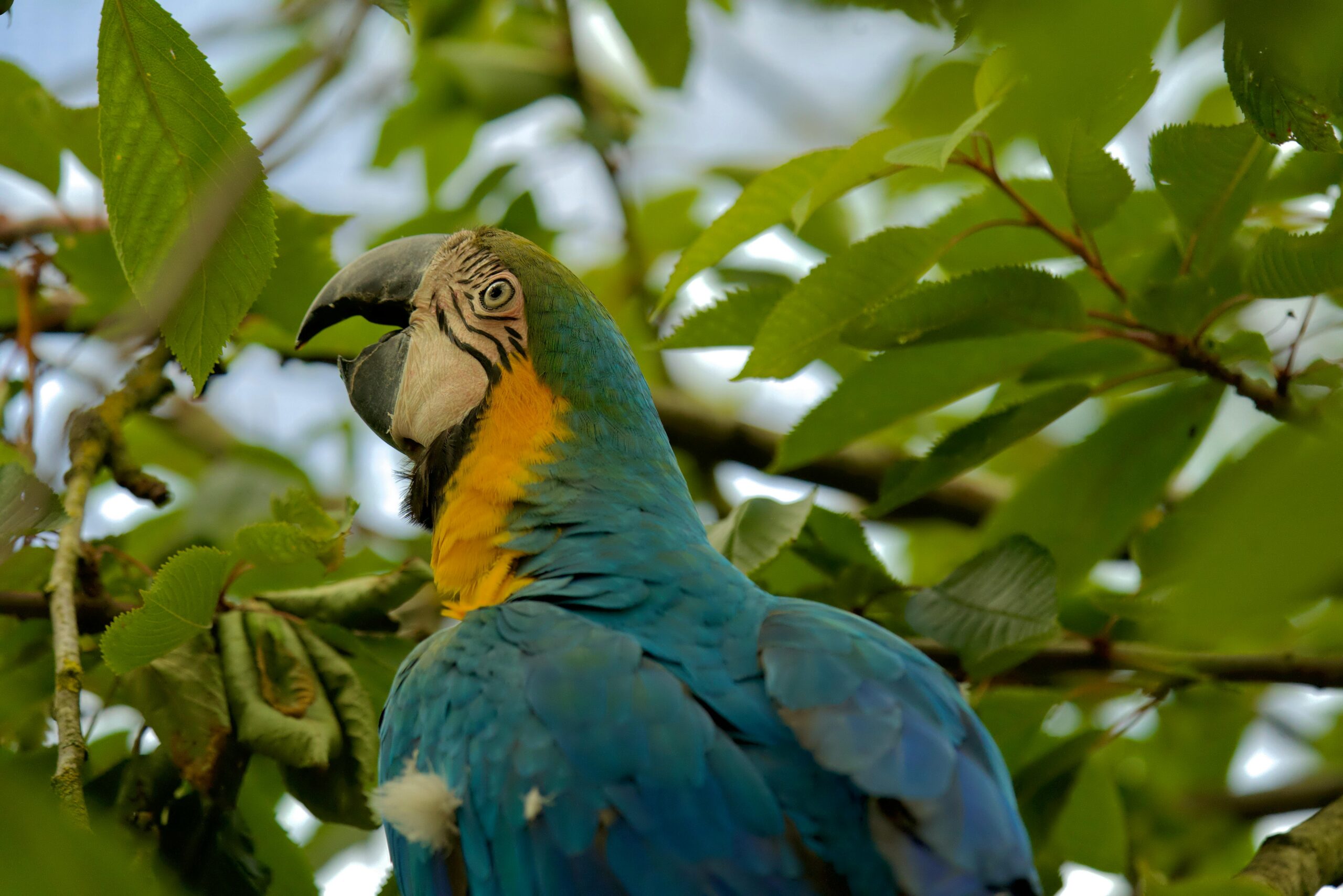 Essential Guide to Blue Macaw Parrot Care for Modern Bird Lovers in 2025