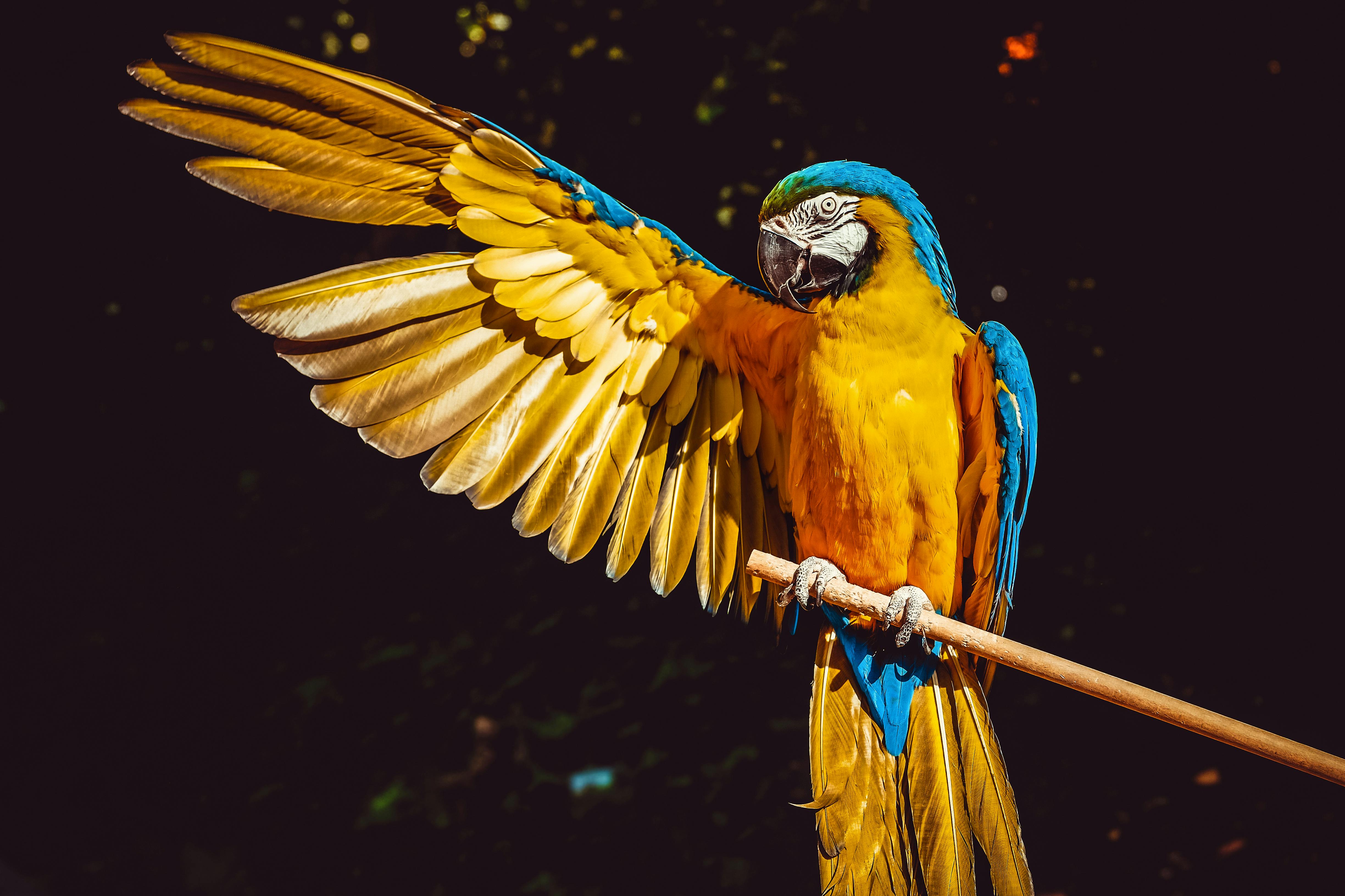 Blue Macaw Parrot