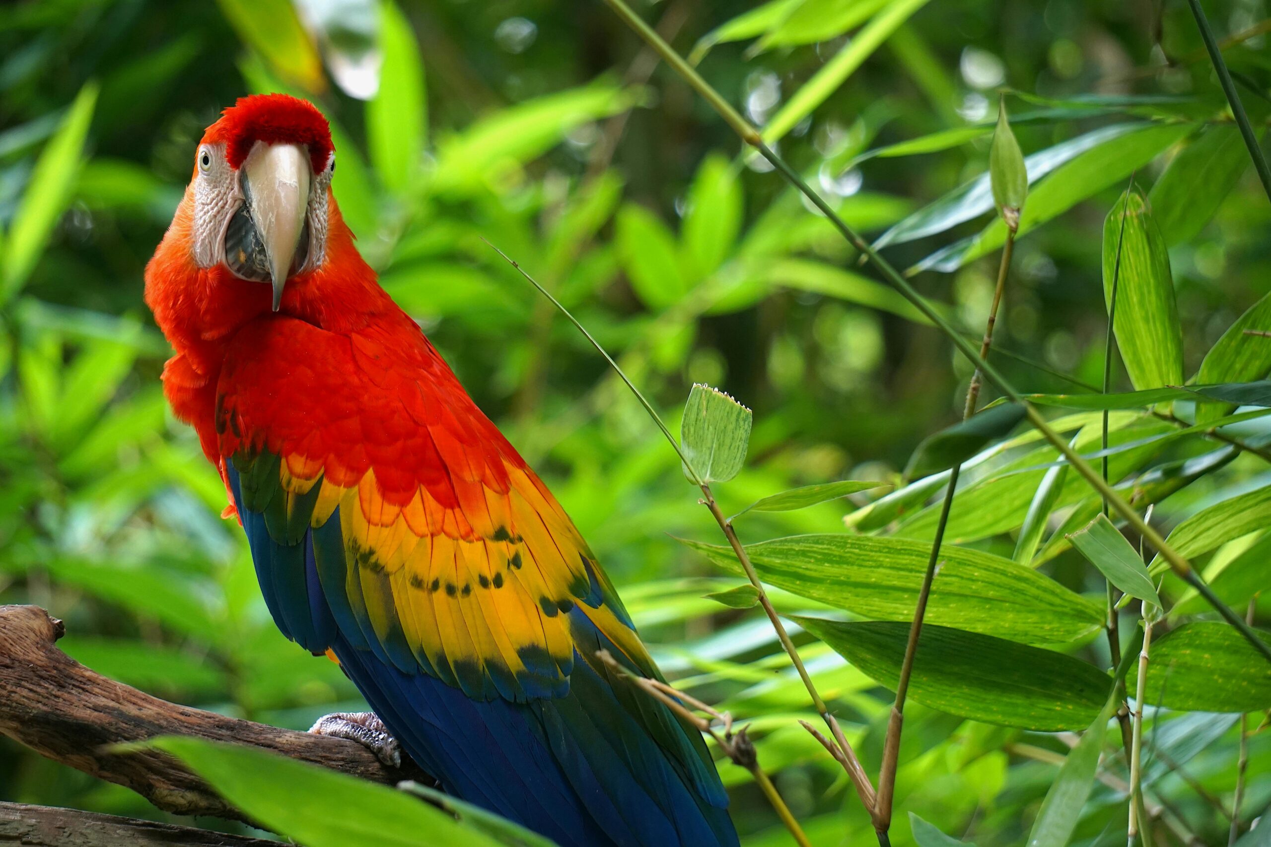 Effective Ways to Explore Parrot Jungle in Miami for an Unforgettable Experience in 2025