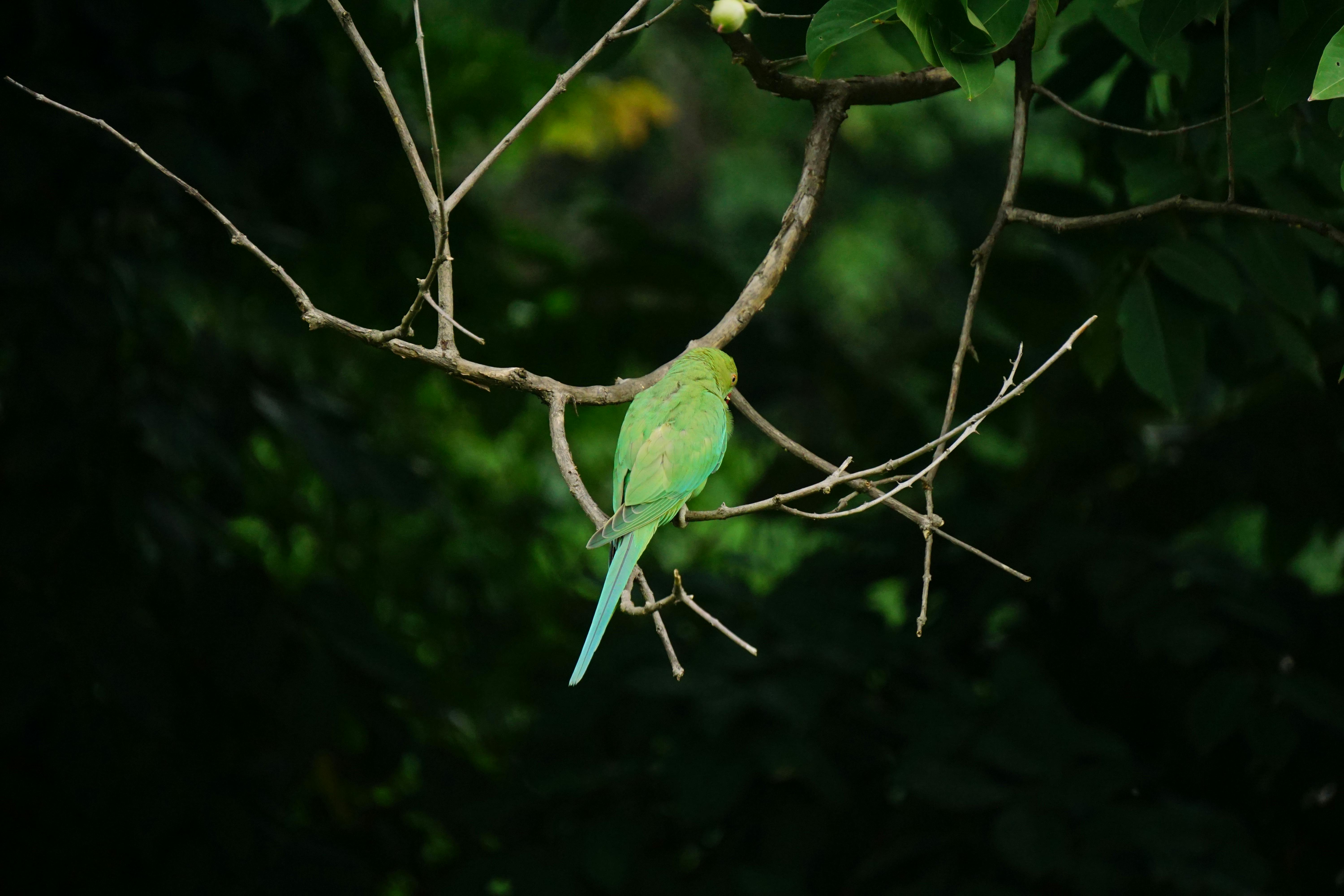 Beautiful Birds at Parrot Jungle