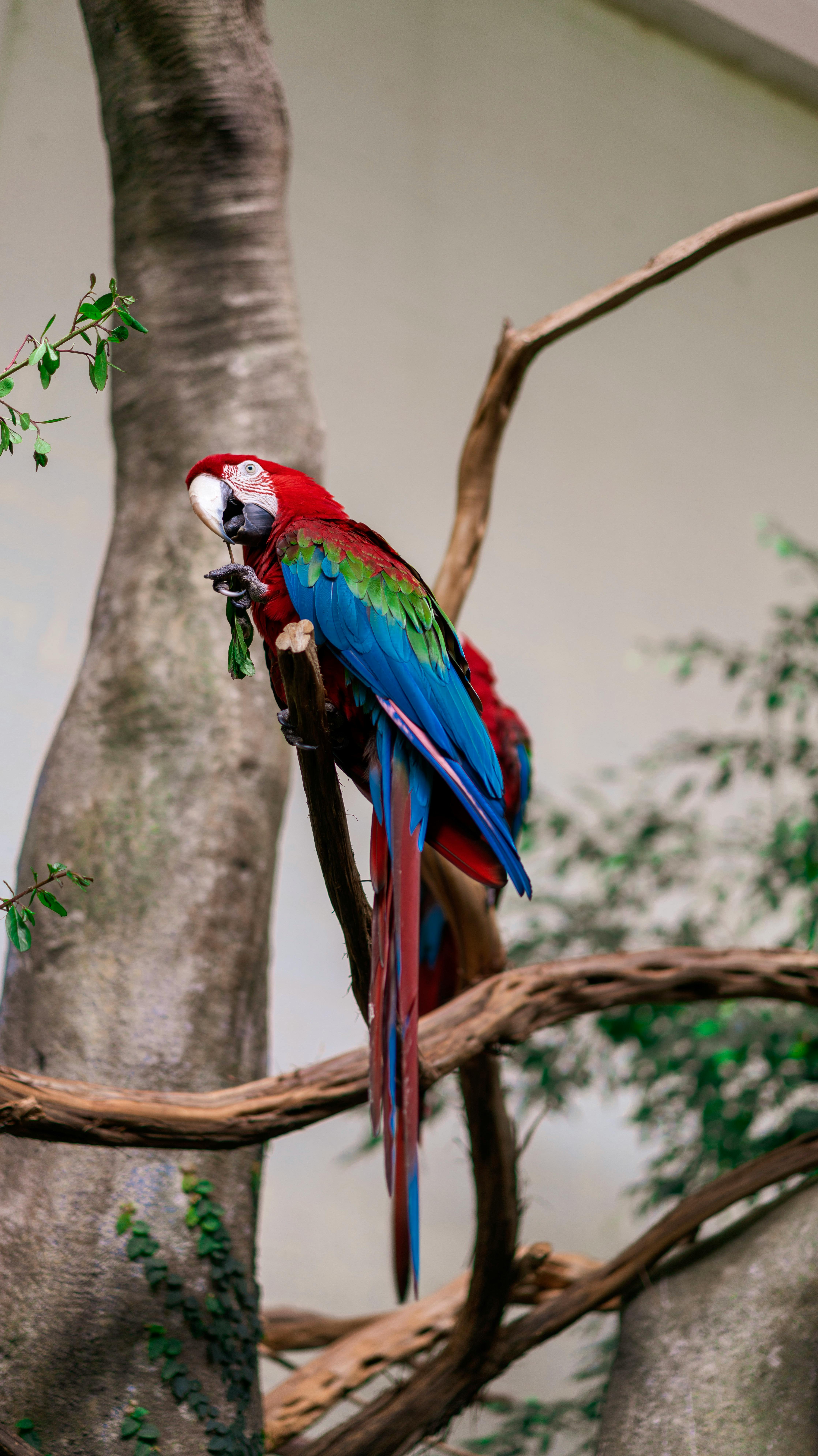 Blue parrot bird