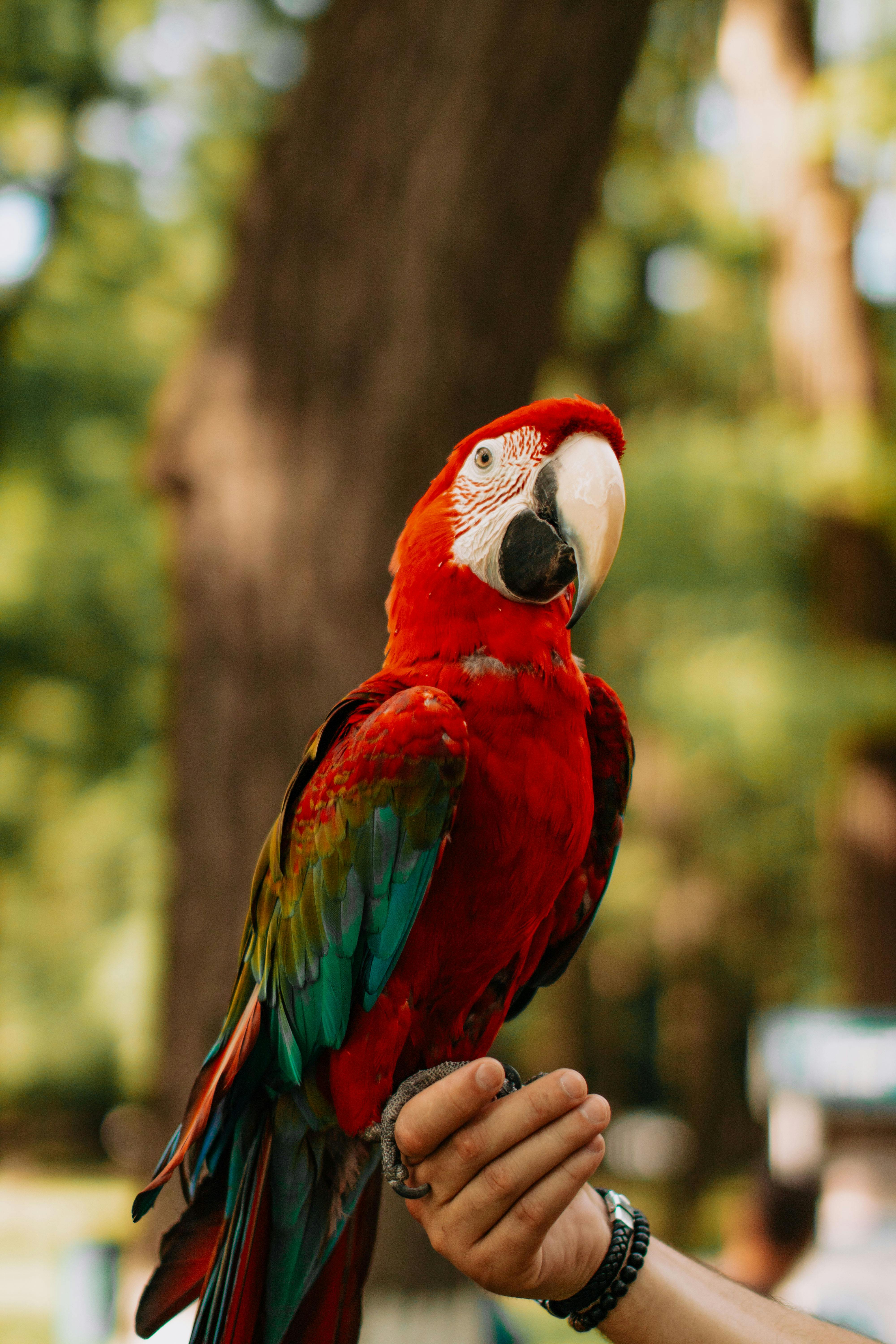 Blue parrot bird in a playful stance