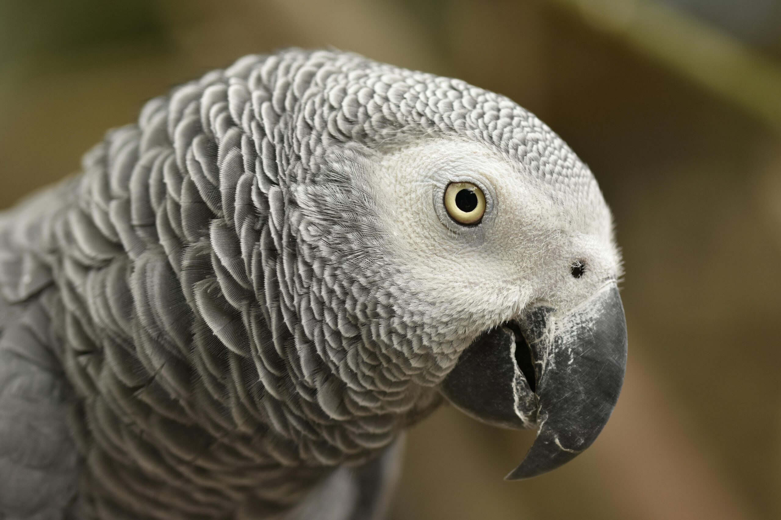 Essential Guide to Caring for Your Grey African Parrot in 2025