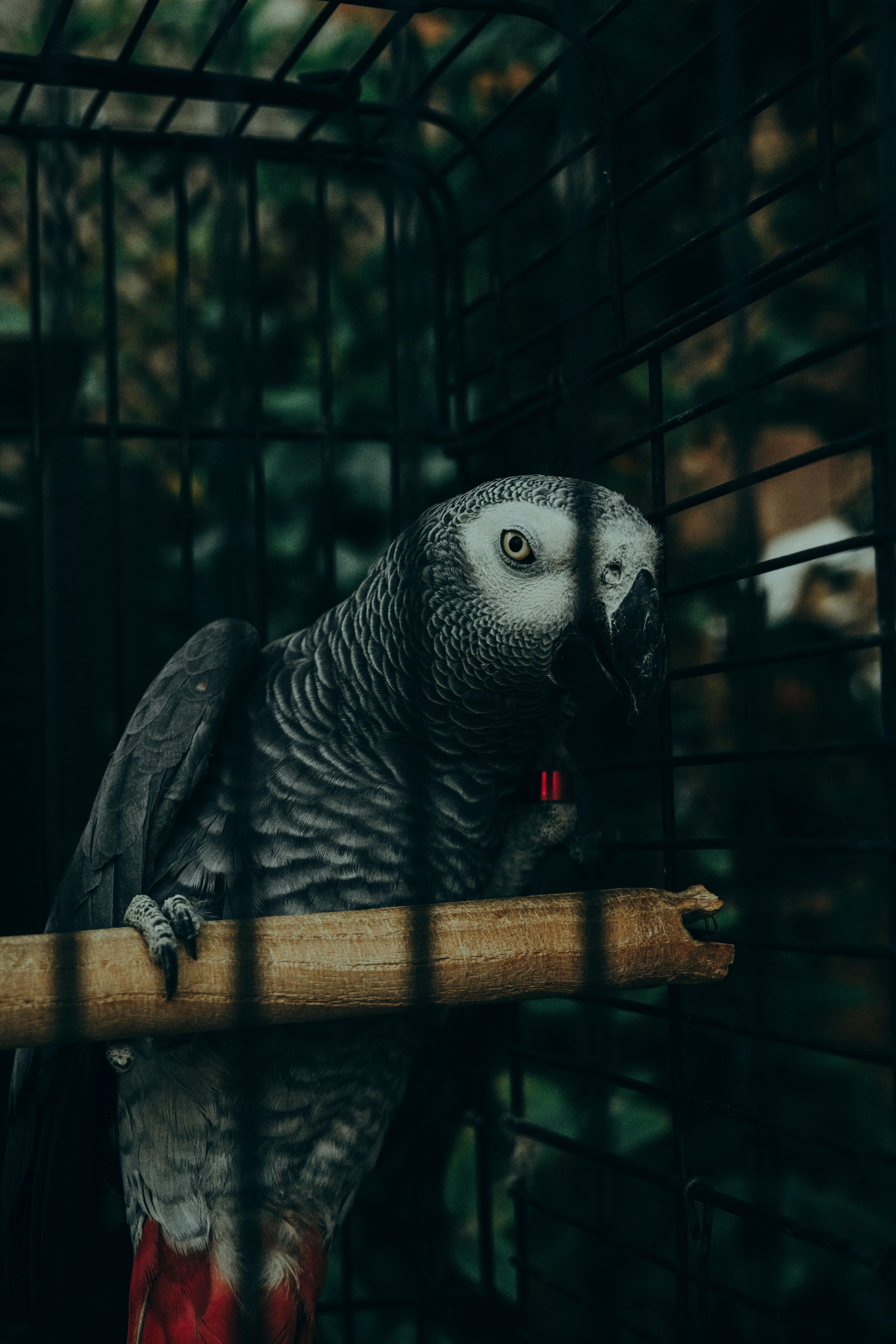 African Grey Parrot in Environment