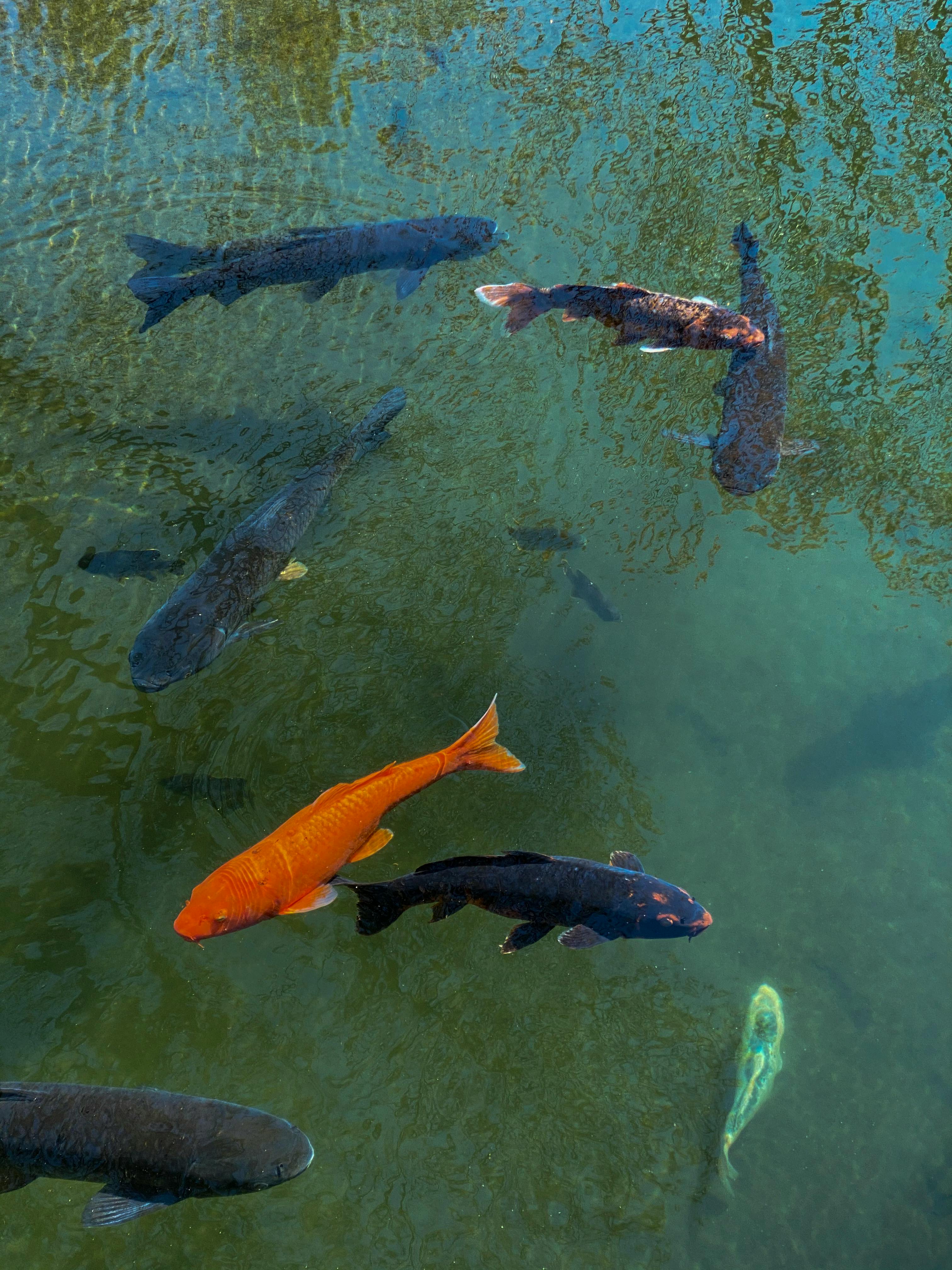 Mango Parrot Fish