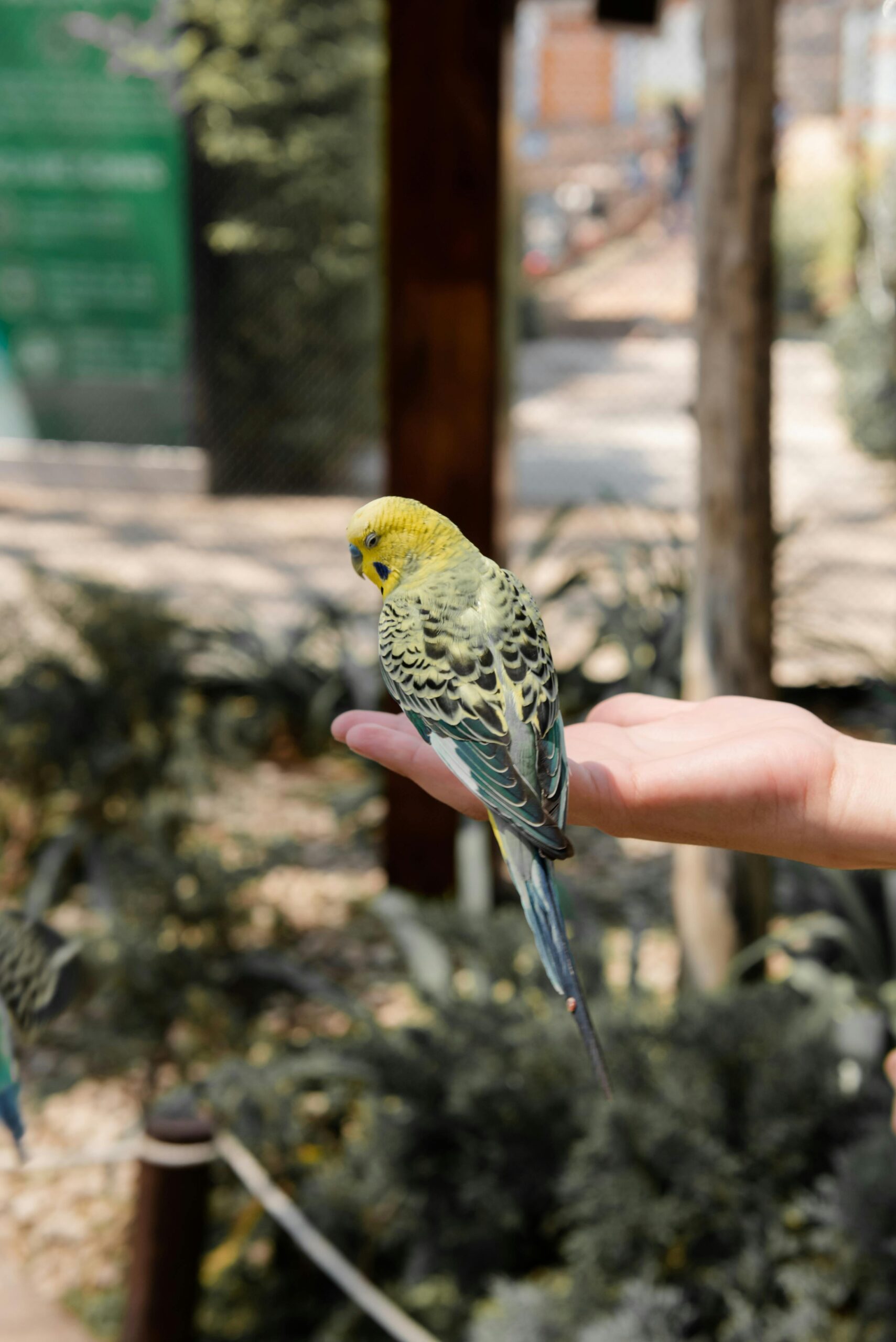 Effective Ways to Care for Your Green Quaker Parrot in 2025: Learn More