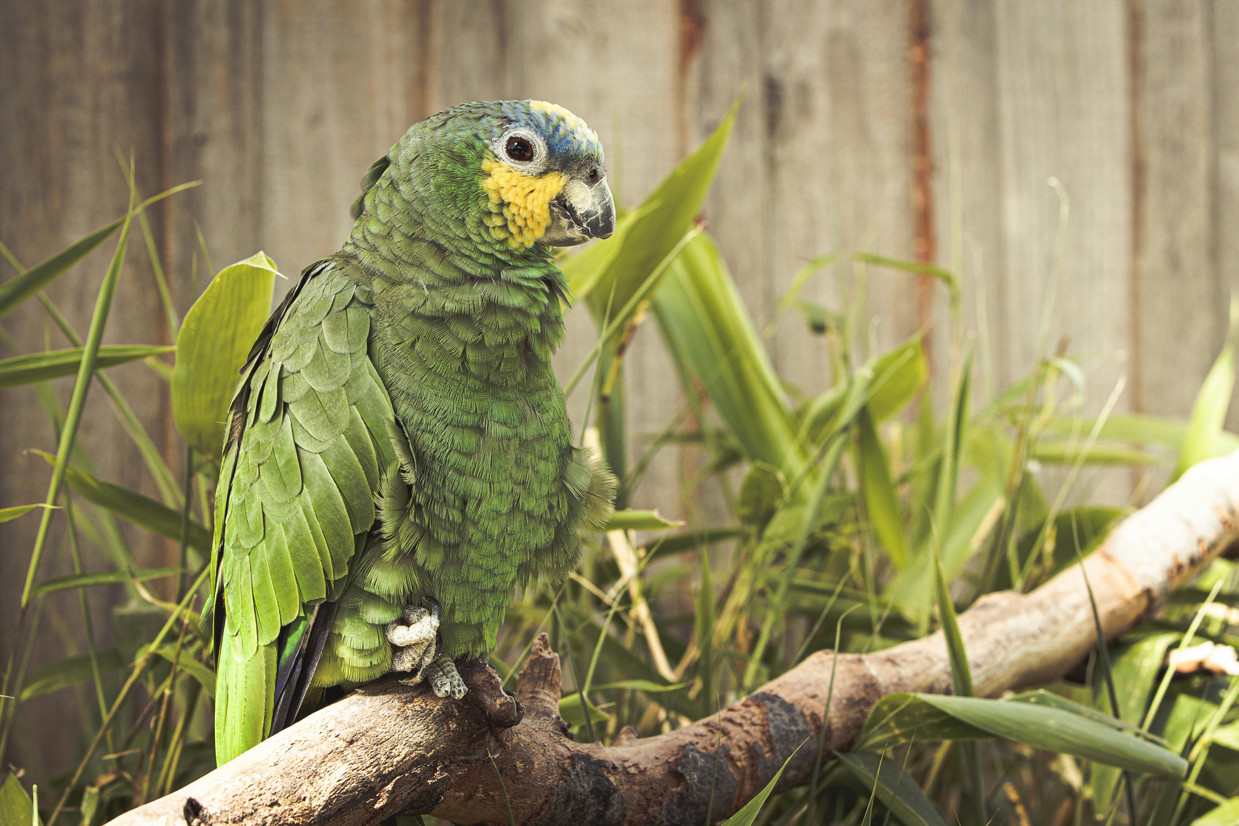 Caring for Green Quaker Parrot