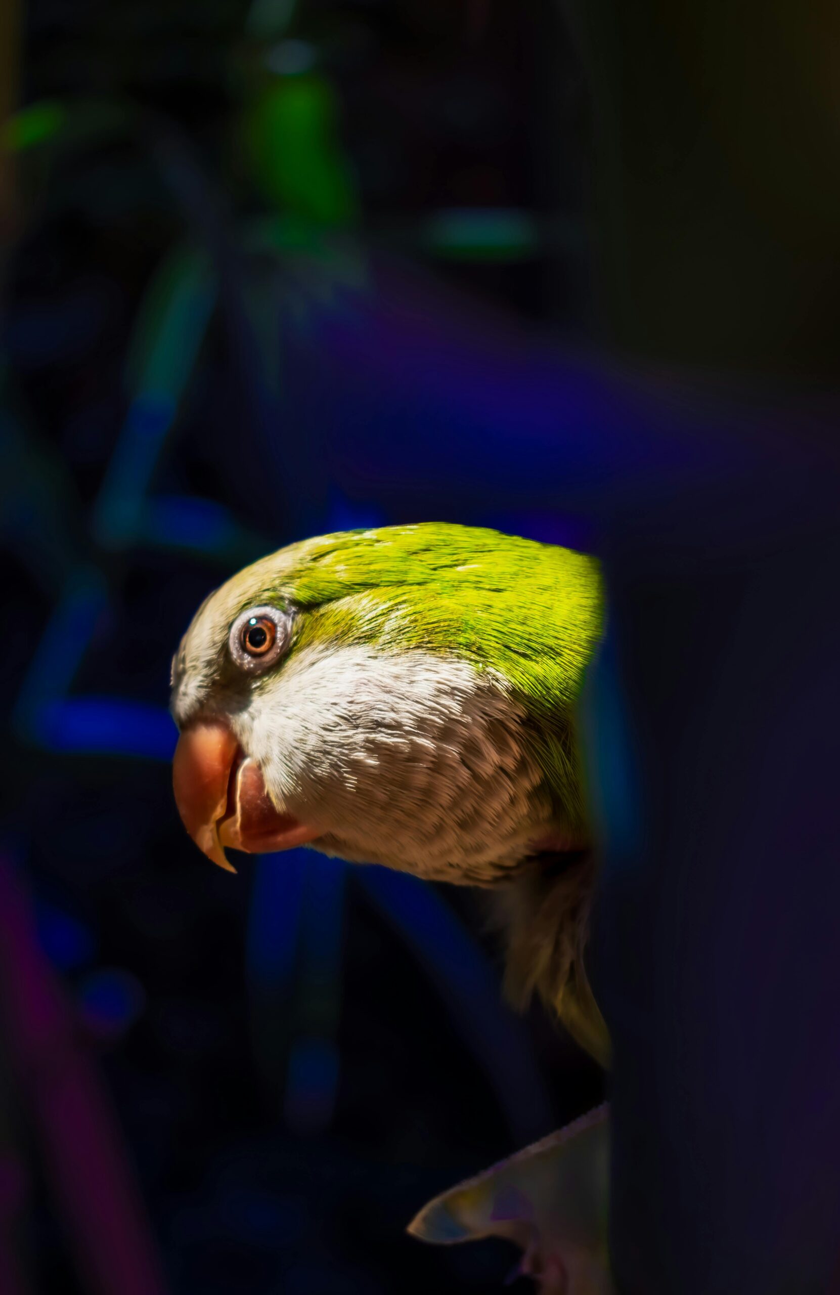 Essential Guide to Monk Parrots: Discover the Best Care Practices in 2025