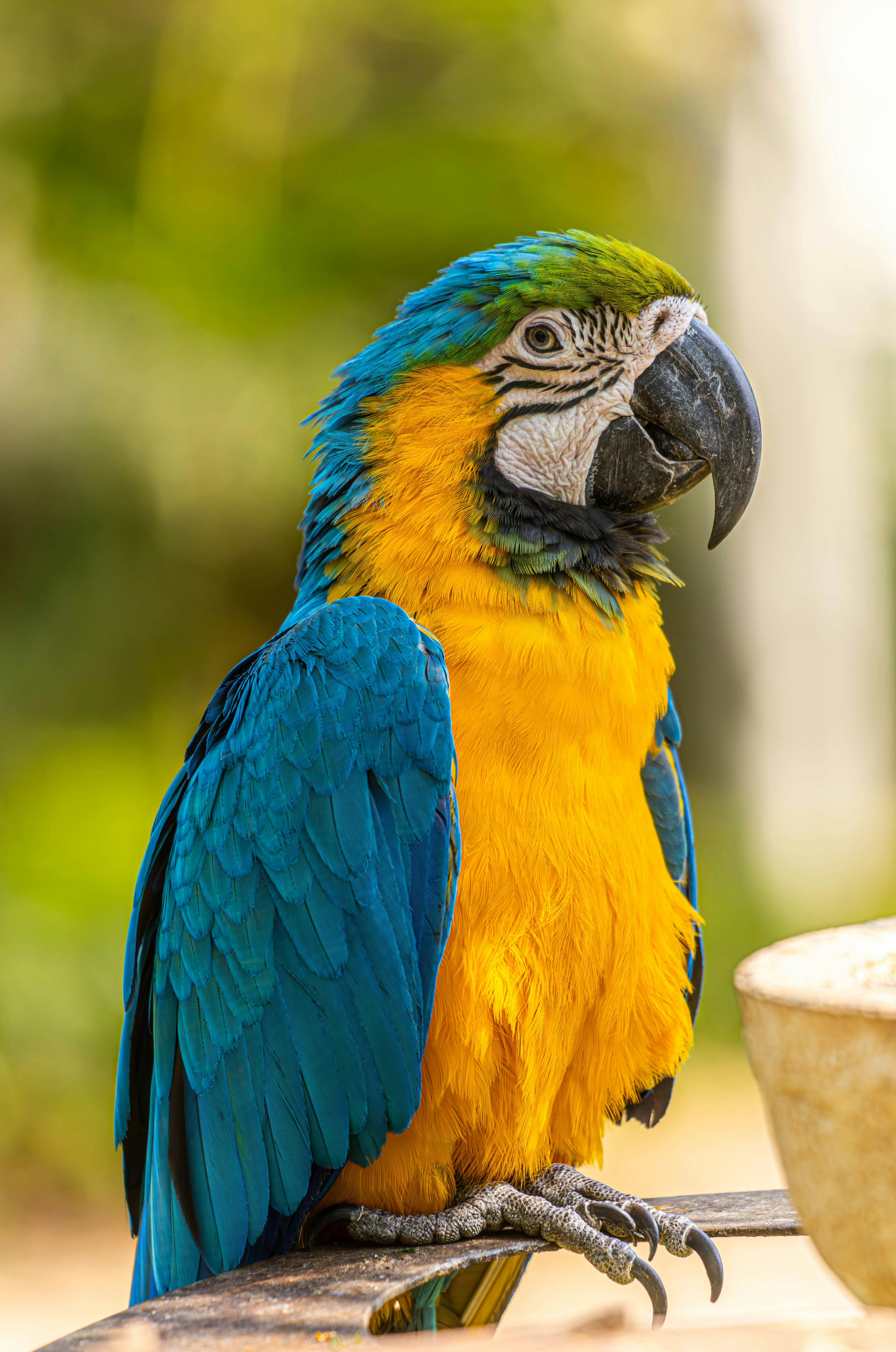 Monk Parrot in Nature