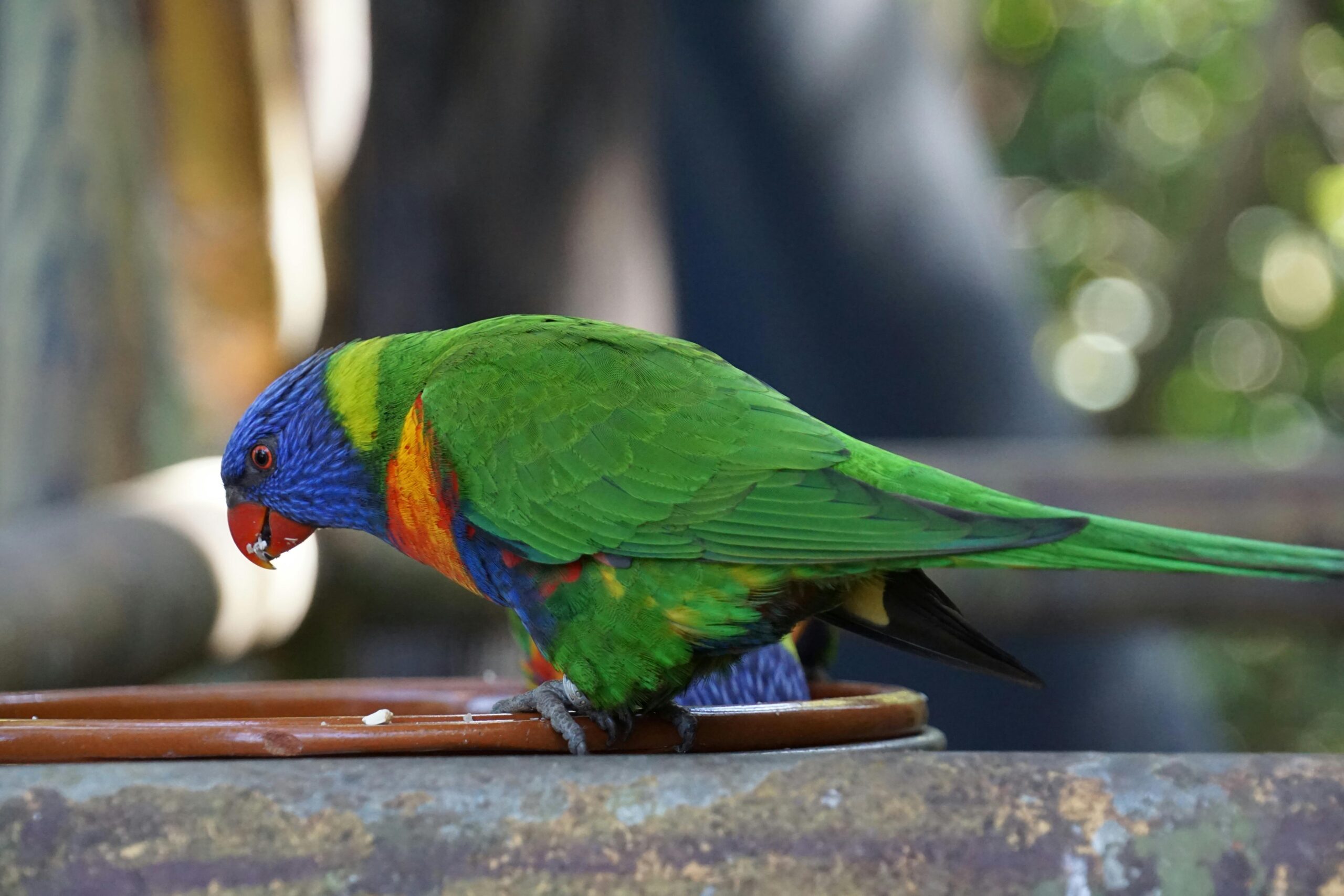 Top 5 Parrot Toys for 2025: Discover Fun and Engaging Options to Keep Your Bird Happy!