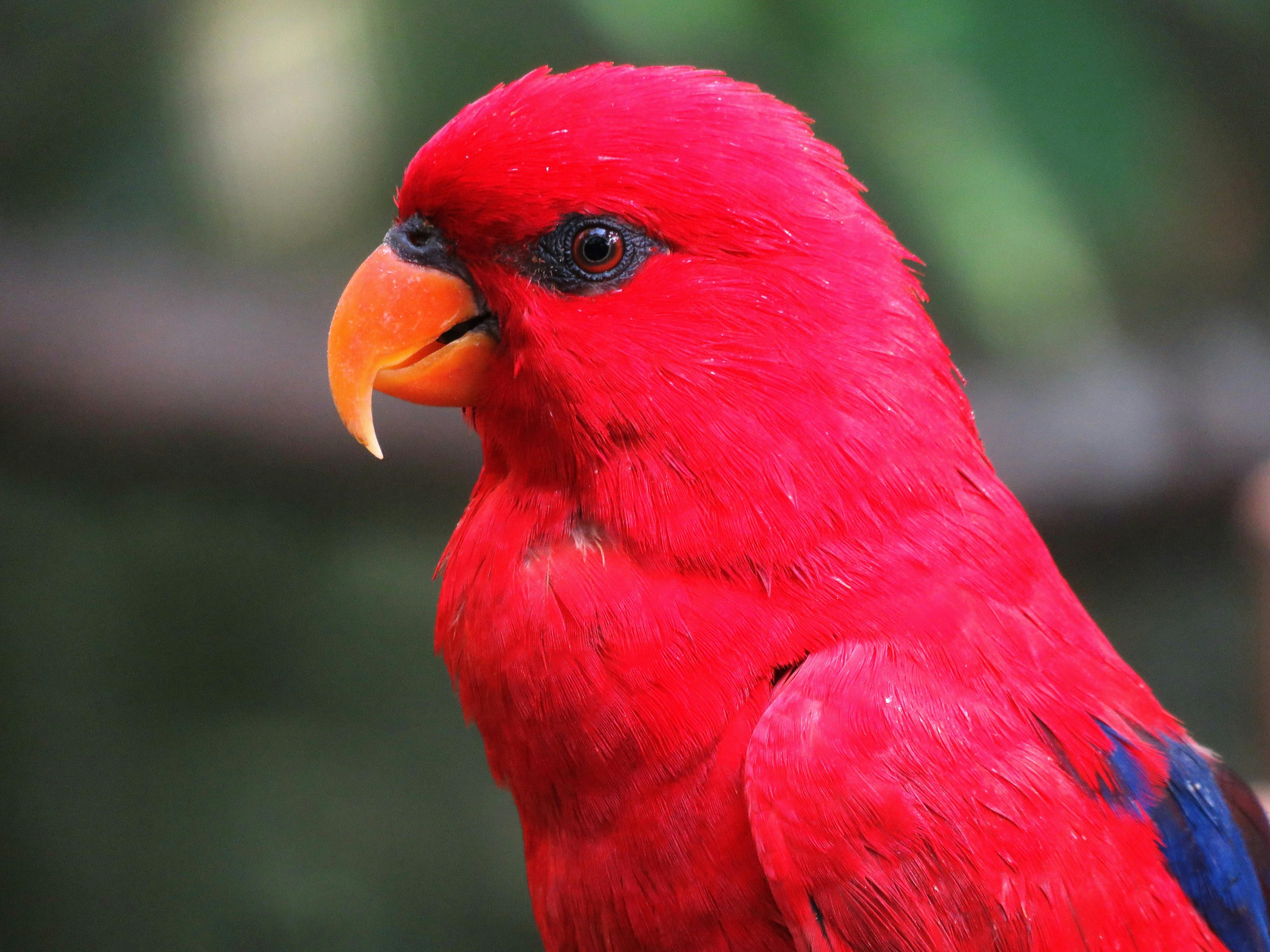 Red-Crowned Parrot