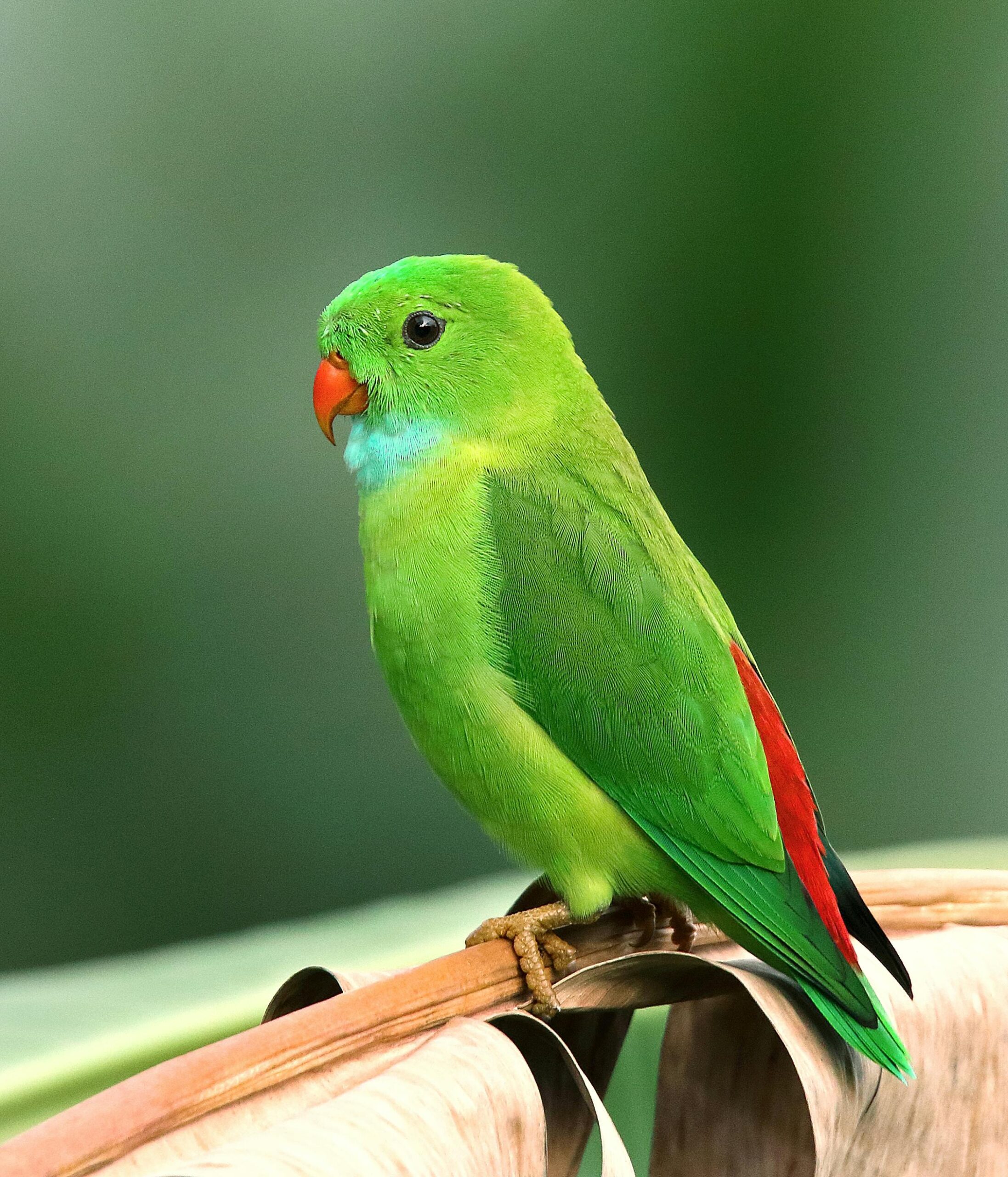 How to Better Understand Cape Parrots: Essential Insights for 2025