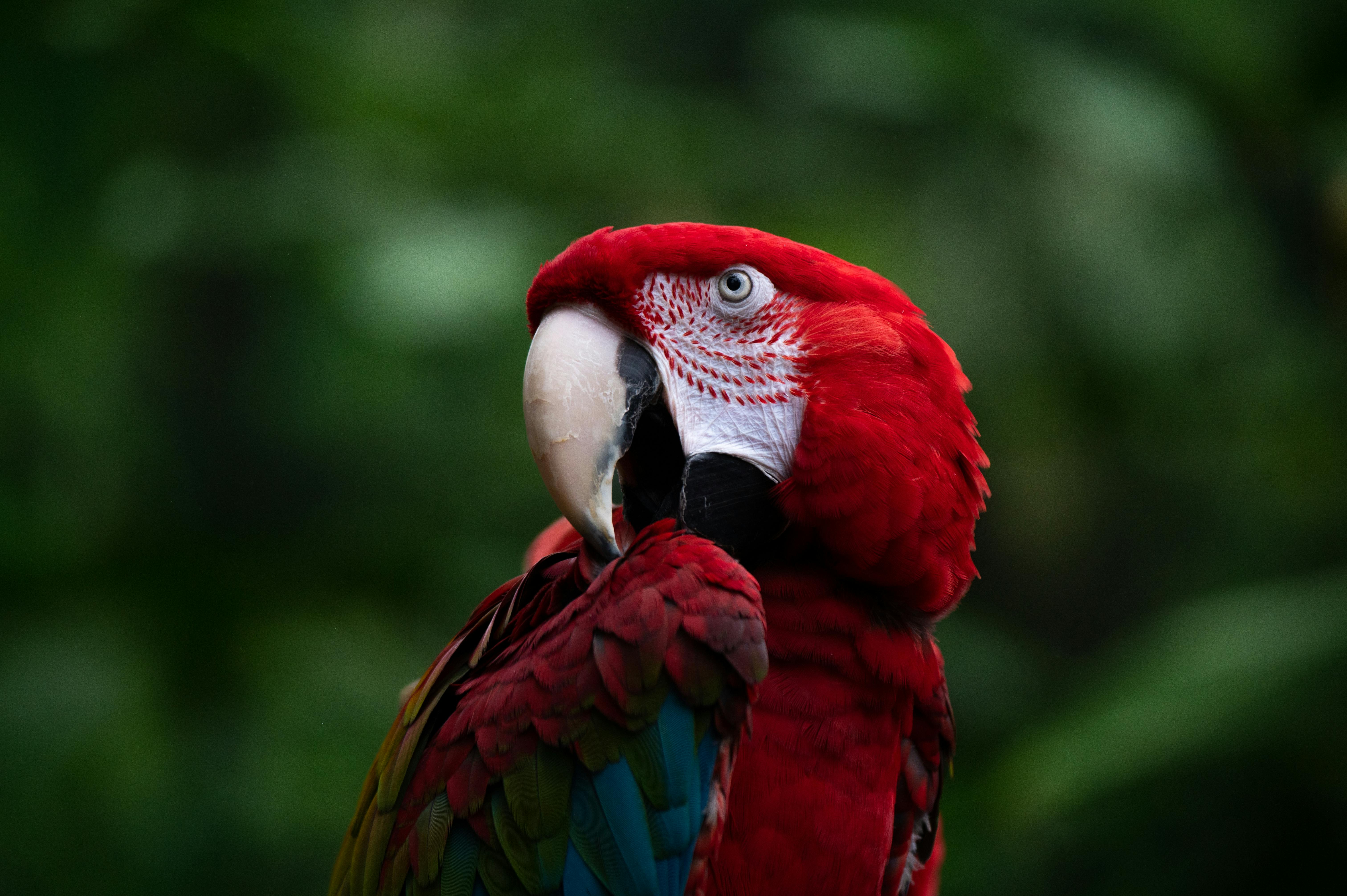 Paradise Parrot