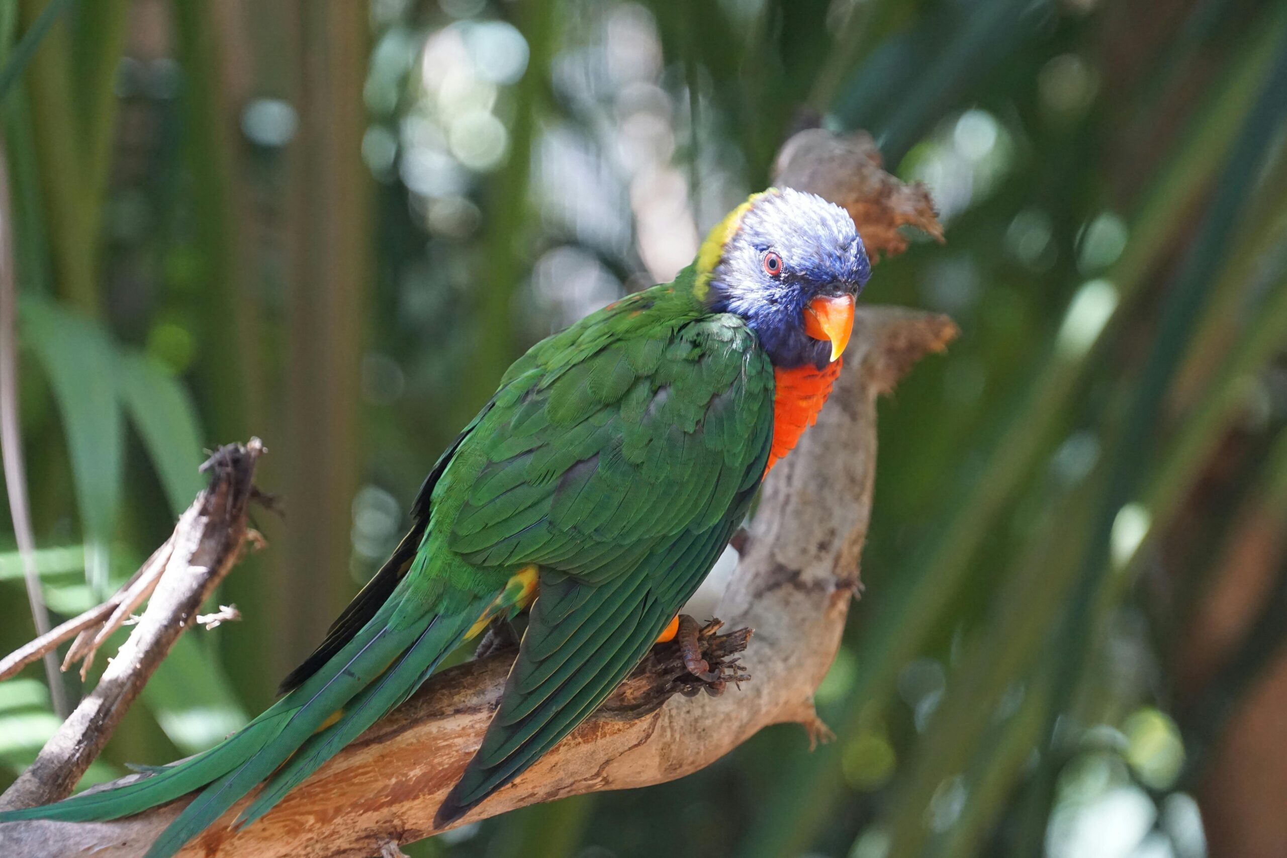 Effective Ways to Enhance Care for Pesquet’s Parrot in 2025