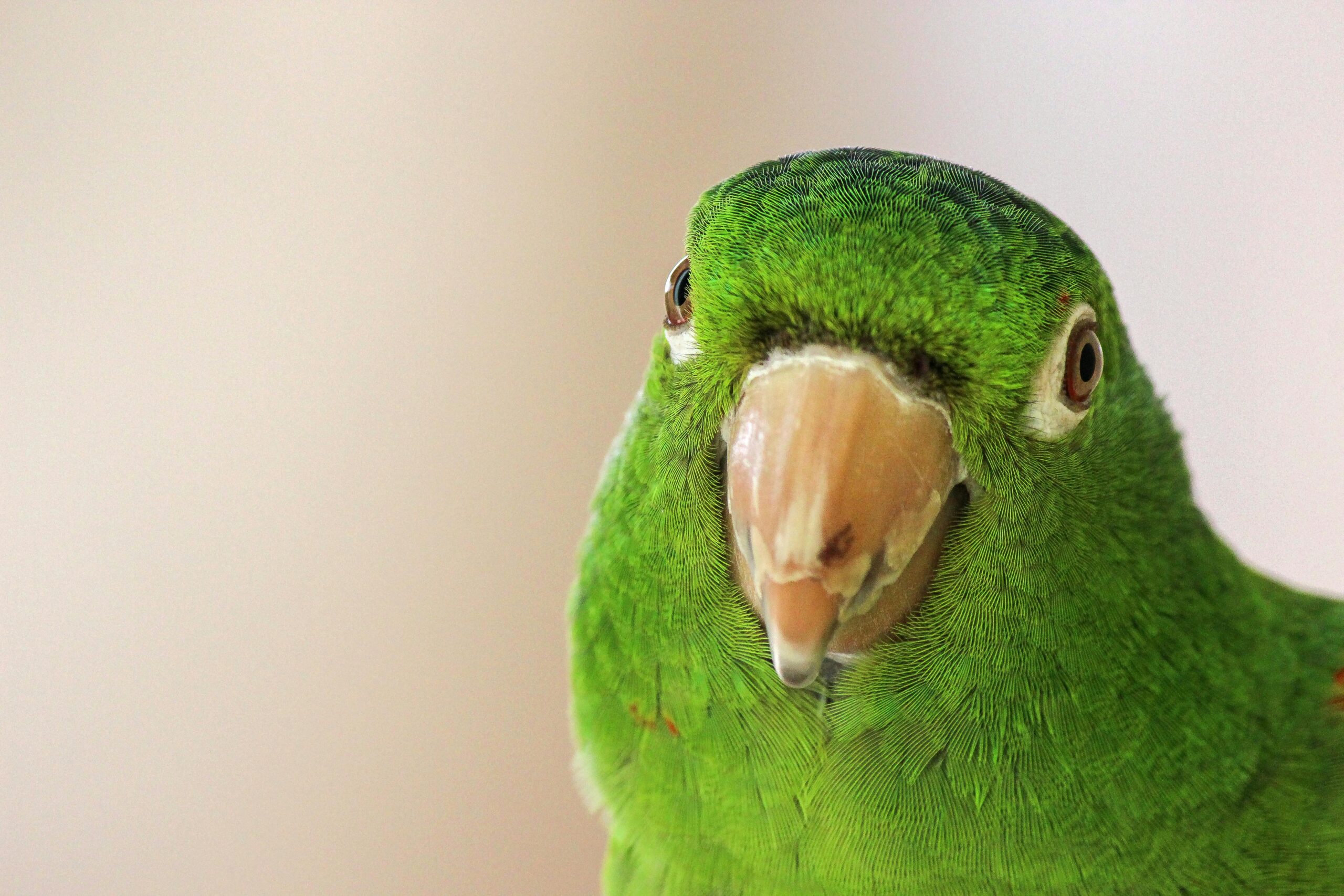 Discover the Meaning of ‘Parrot’: Your Essential Guide to Understanding This Colorful Bird in 2025