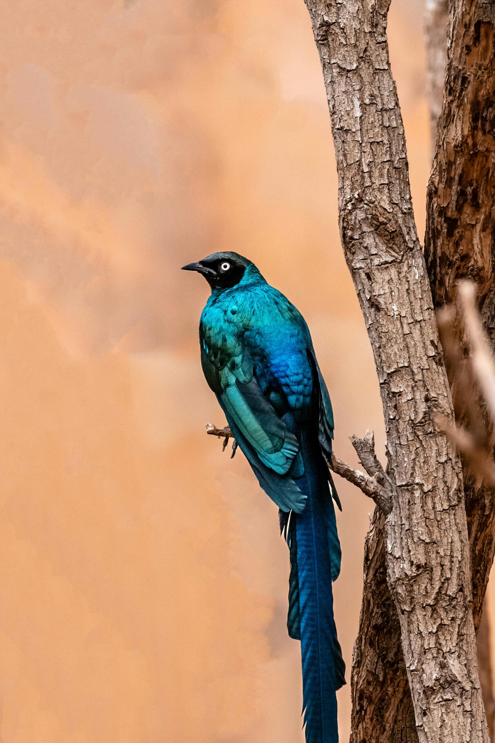 Effective Ways to Restore the Puerto Rican Parrot Population in 2025: Proven Strategies for Success