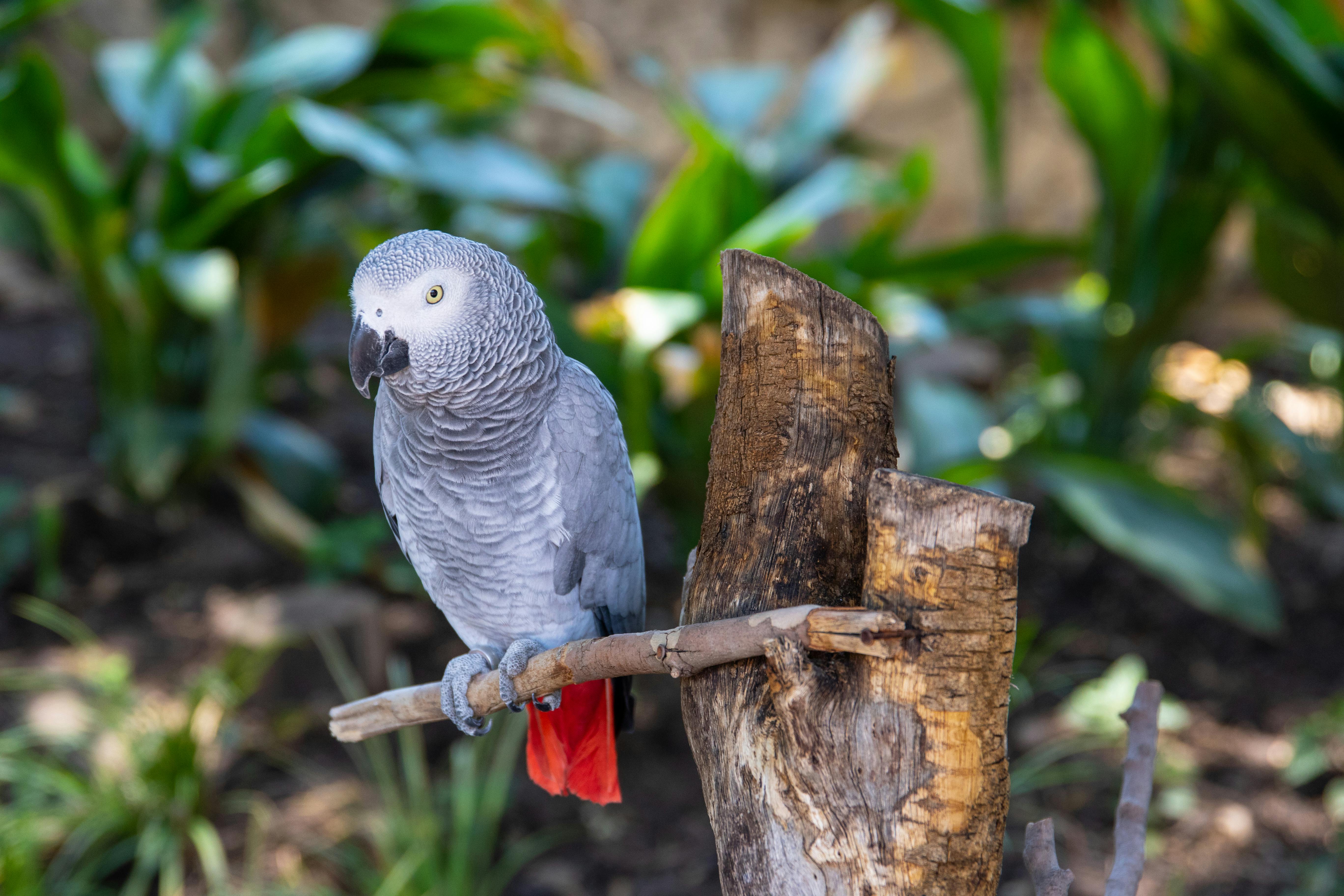 Gray African Parrot