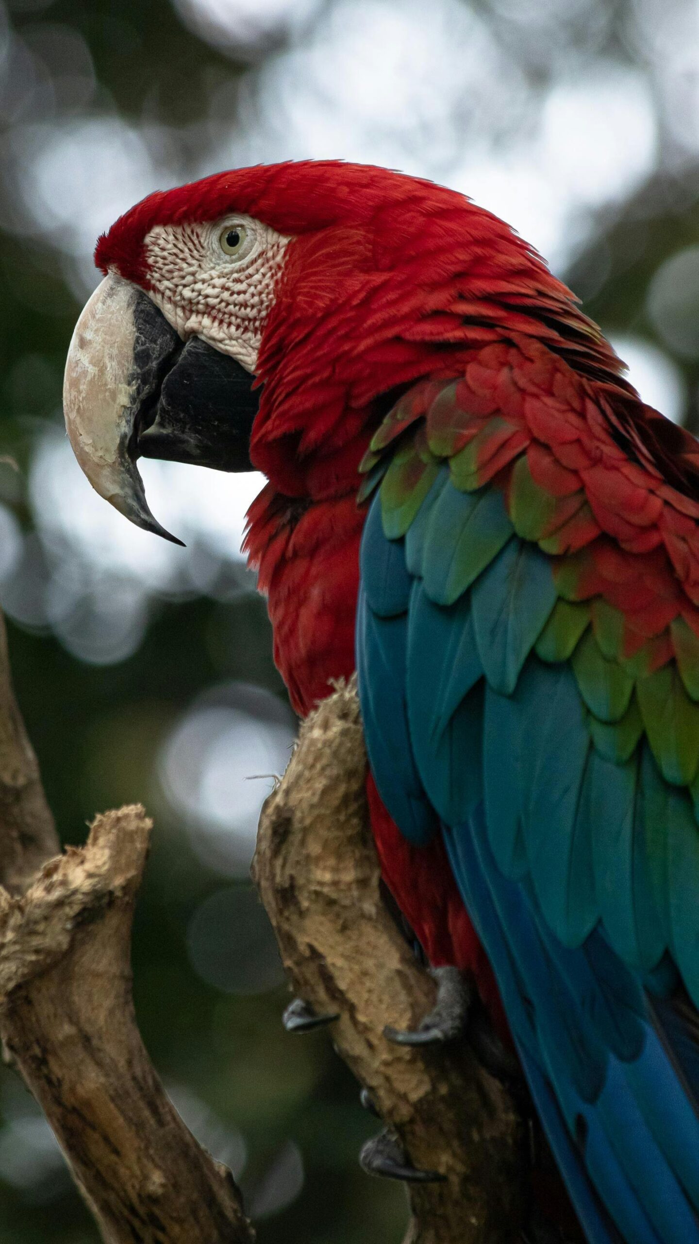 Top 7 Parrot Breeds to Discover in 2025: Essential Features and Care Tips