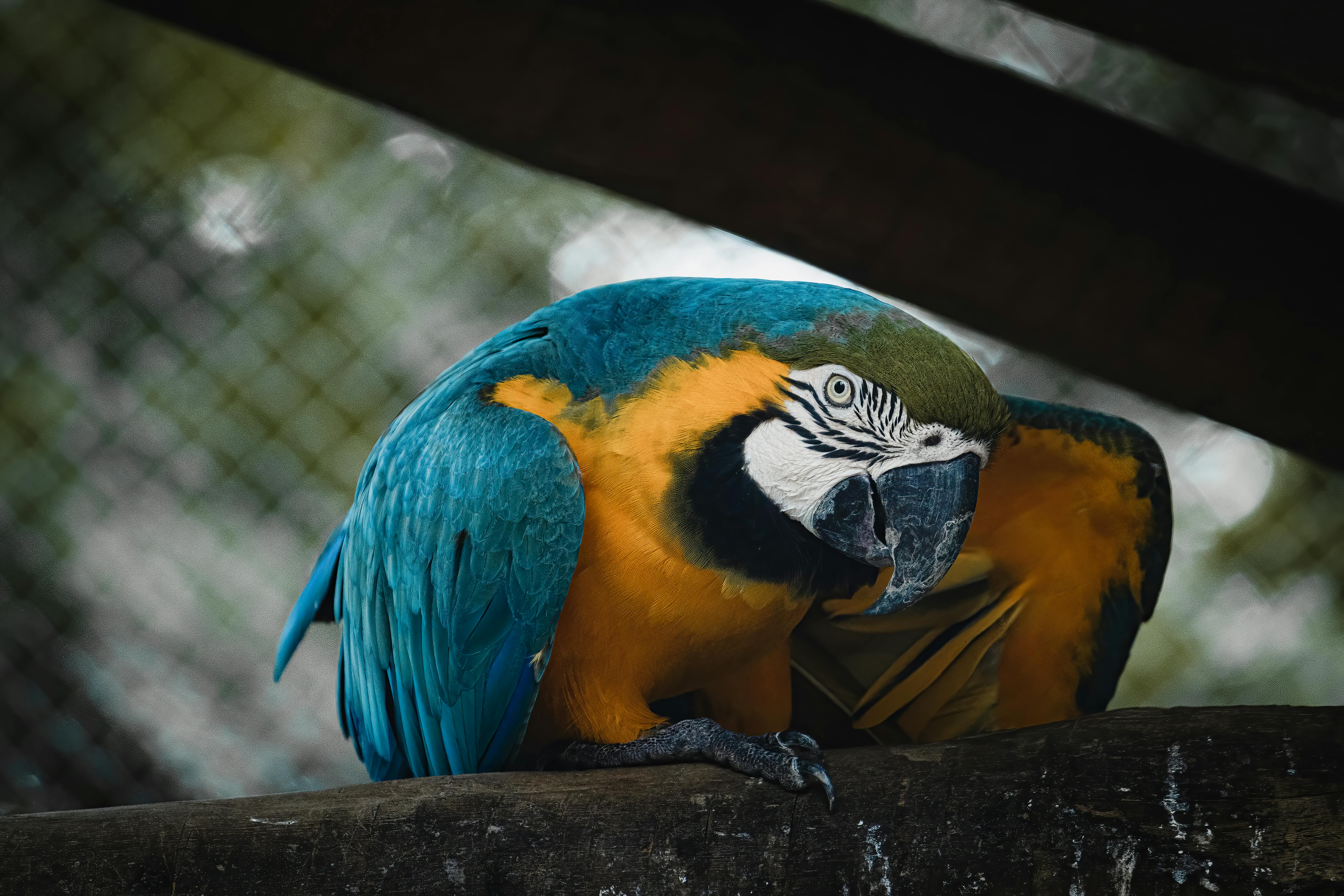 Green Amazon Parrot