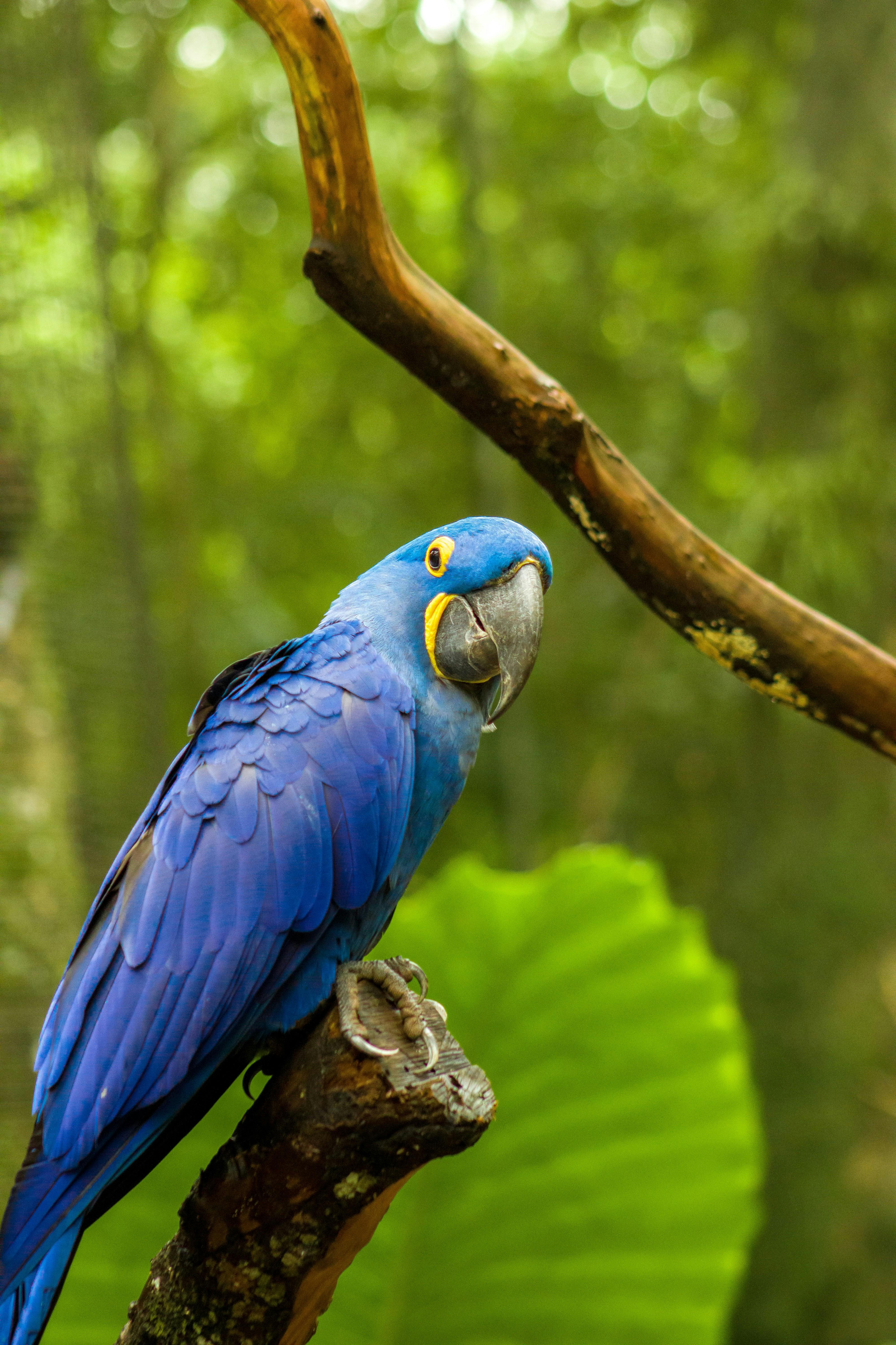 Green Amazon Parrot in Habitat